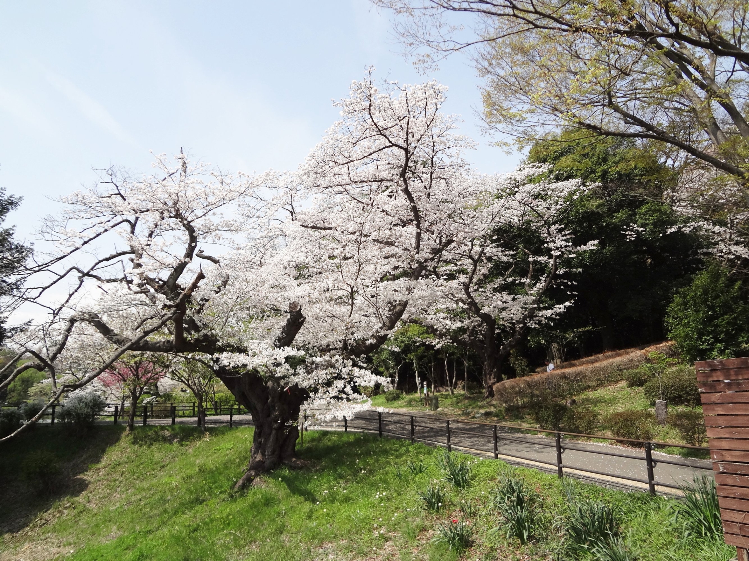 県立公園へお花見-2　ニチイホーム鷺沼南