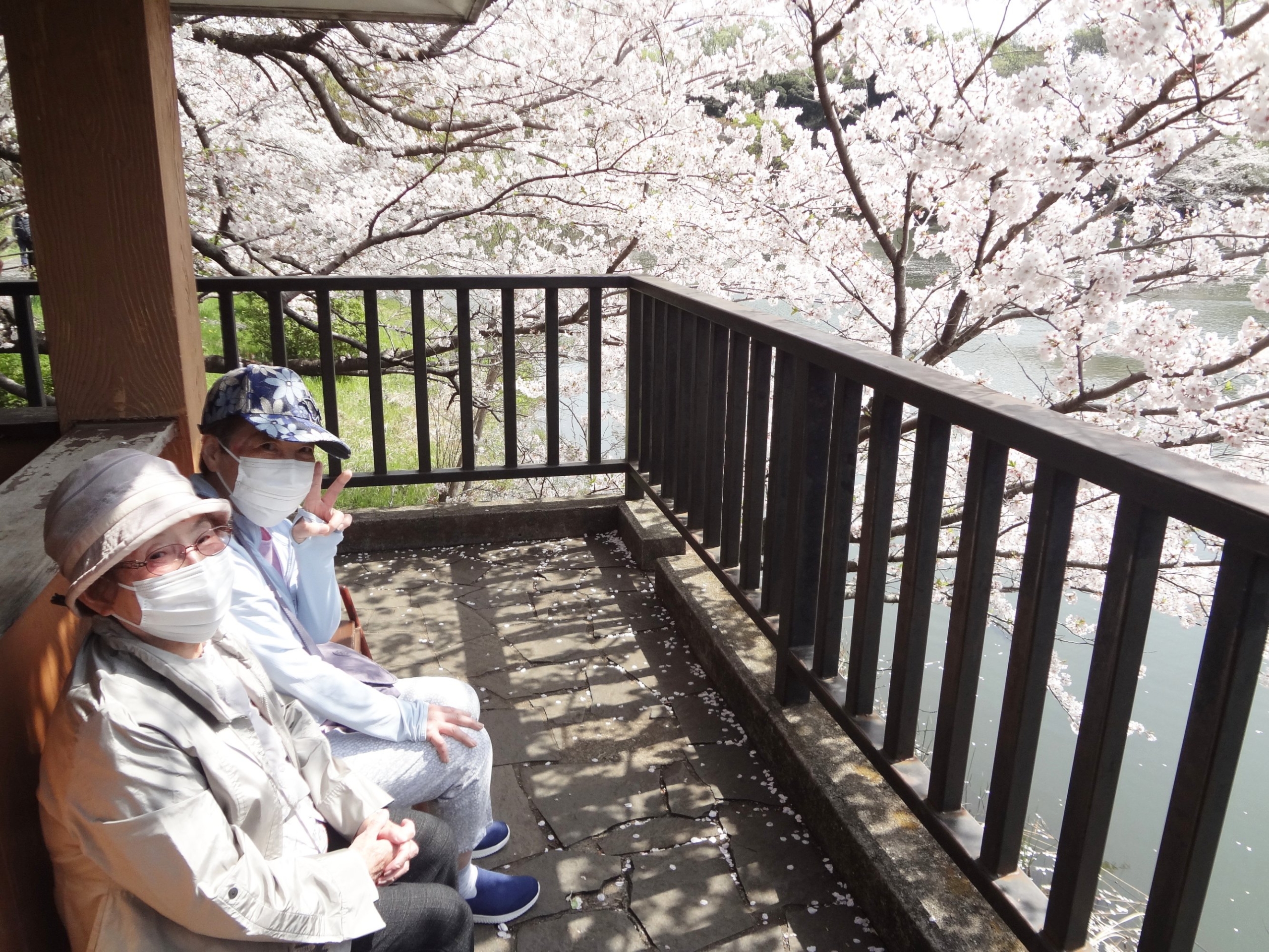 県立公園へお花見-3　ニチイホーム鷺沼南