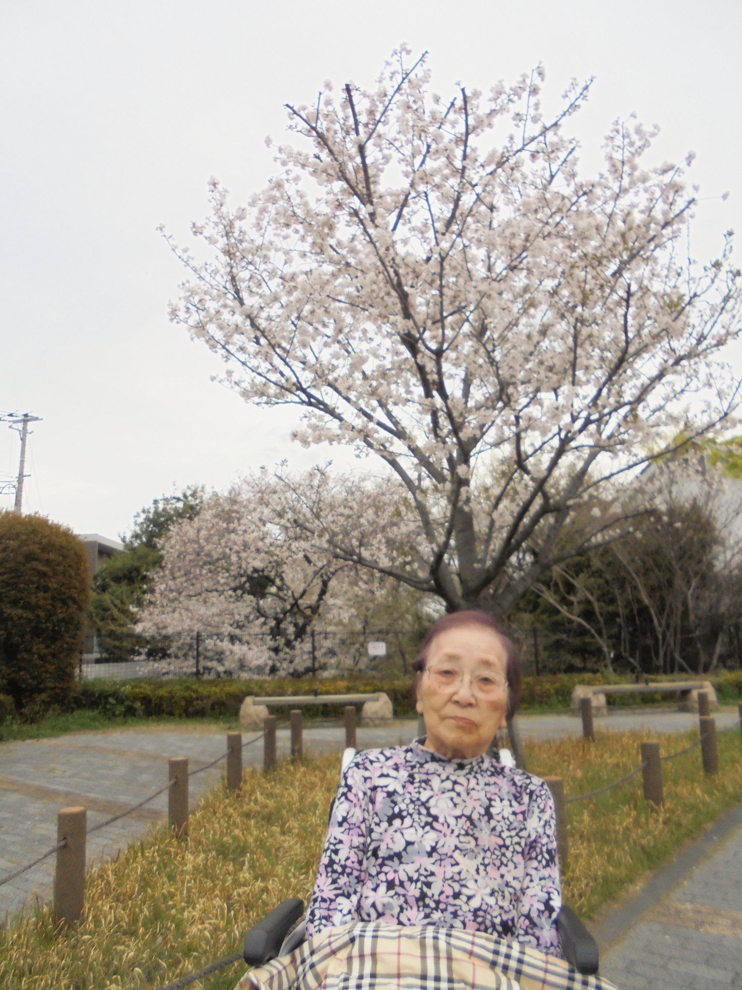 お花見-3　ニチイホームさいたま新都心