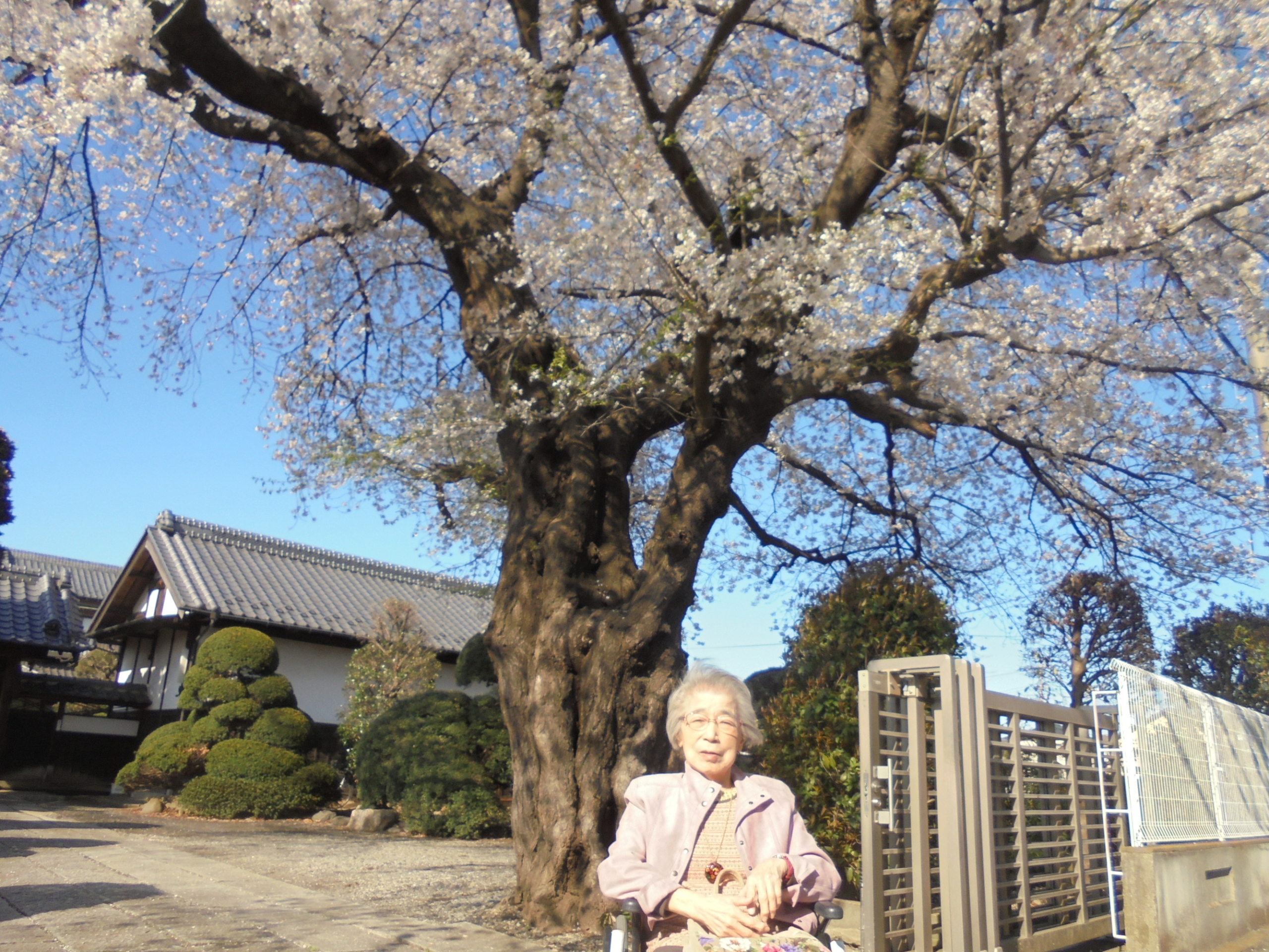 お花見-4　ニチイホームさいたま新都心