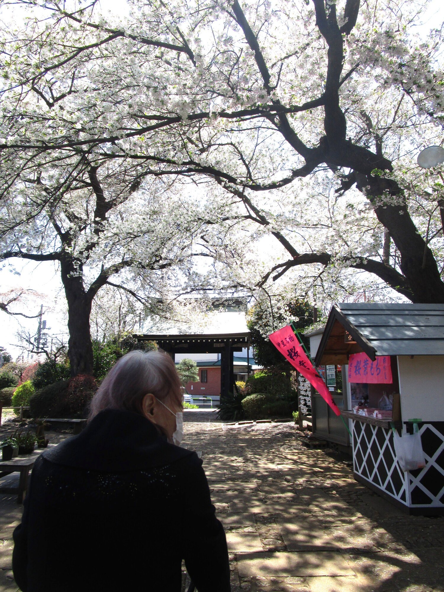 お花見～妙法寺～-2　ニチイホーム成城
