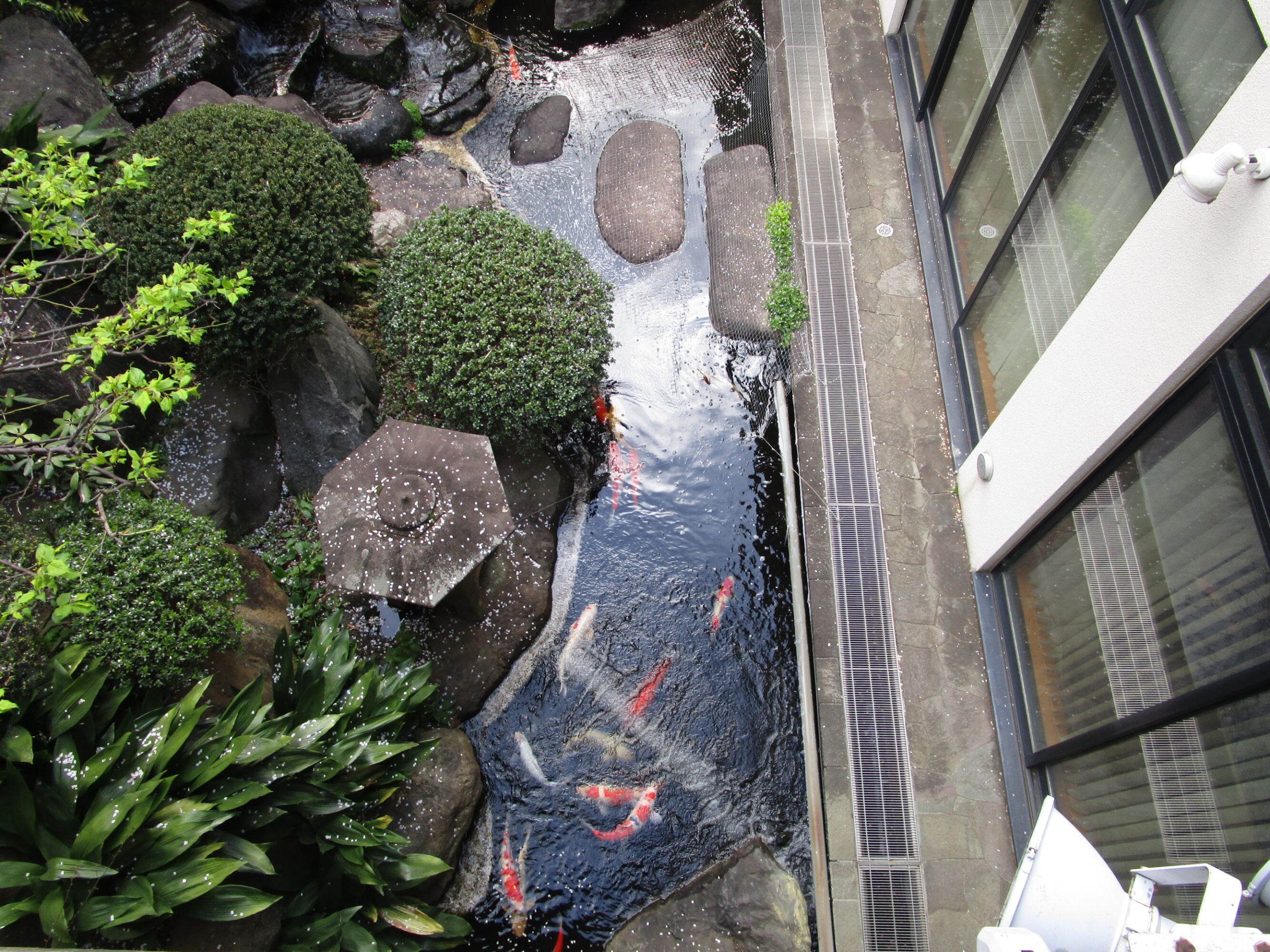 お花見～妙法寺～-4　ニチイホーム成城