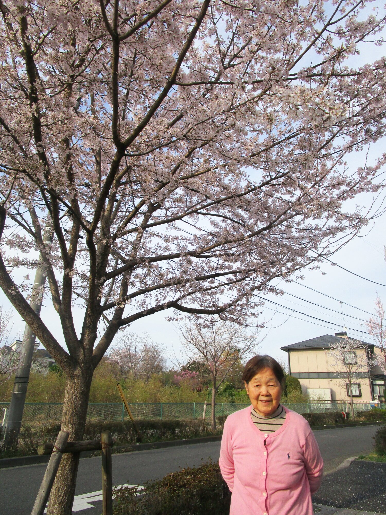 お花見-4　ニチイホーム成城