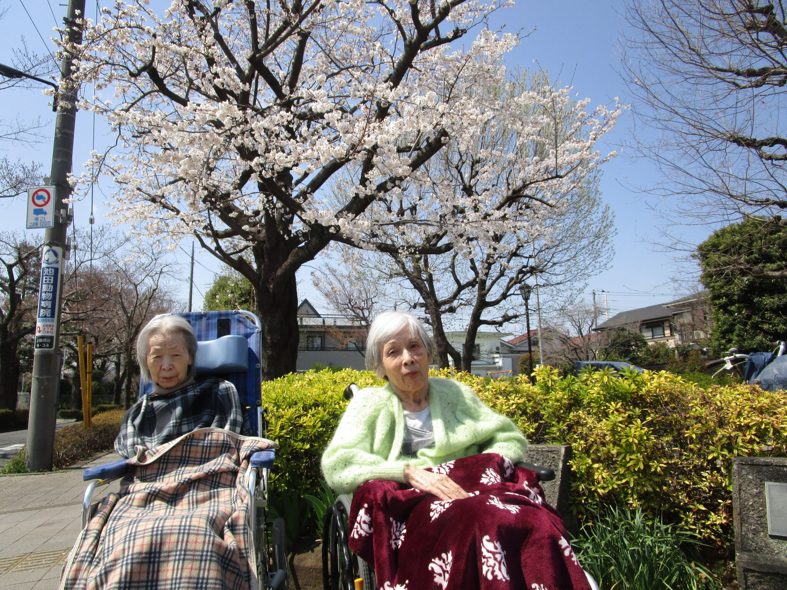 お花見-5　ニチイホーム成城