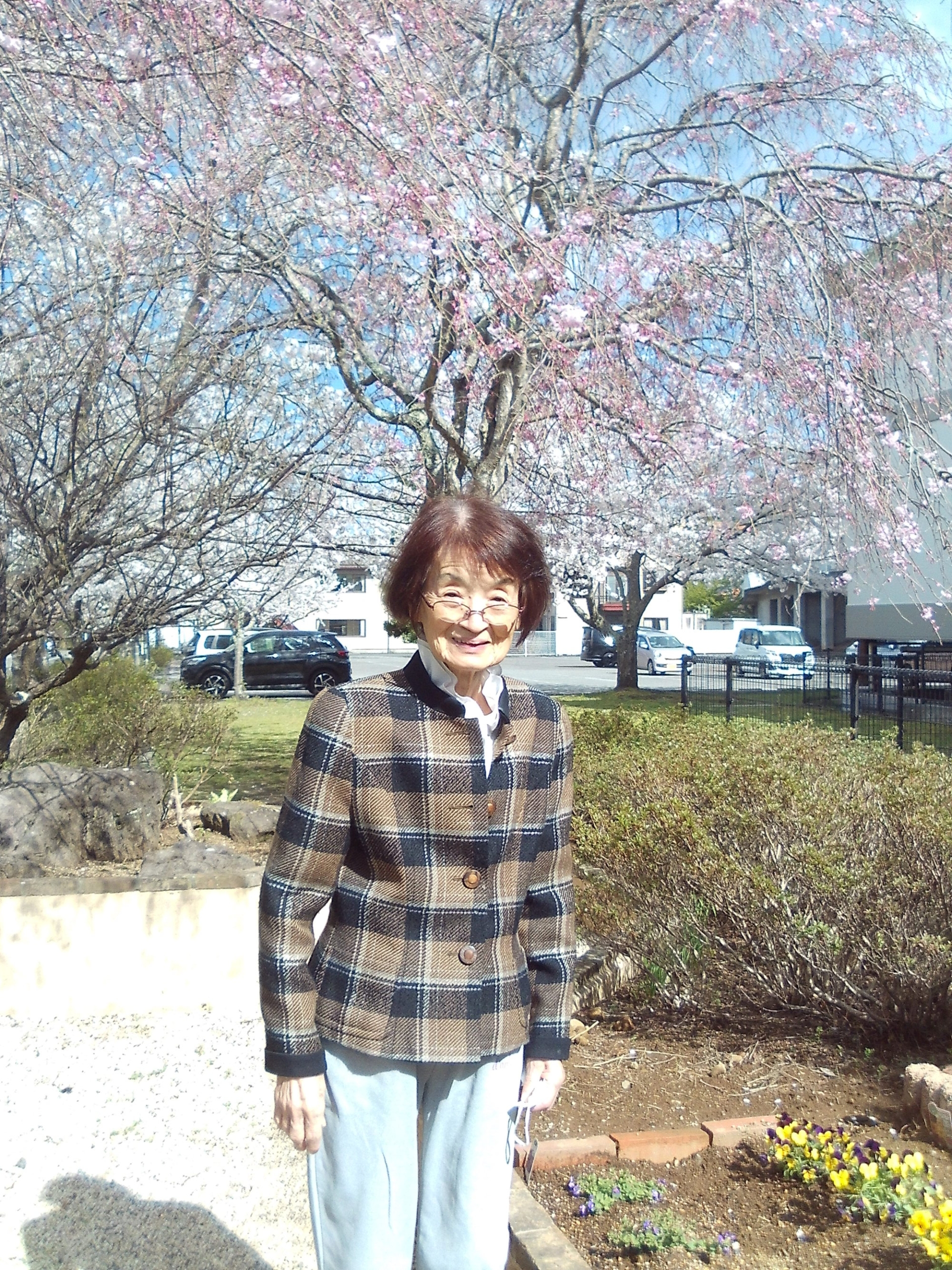 桜の見頃を迎えました-2　ニチイホーム修善寺