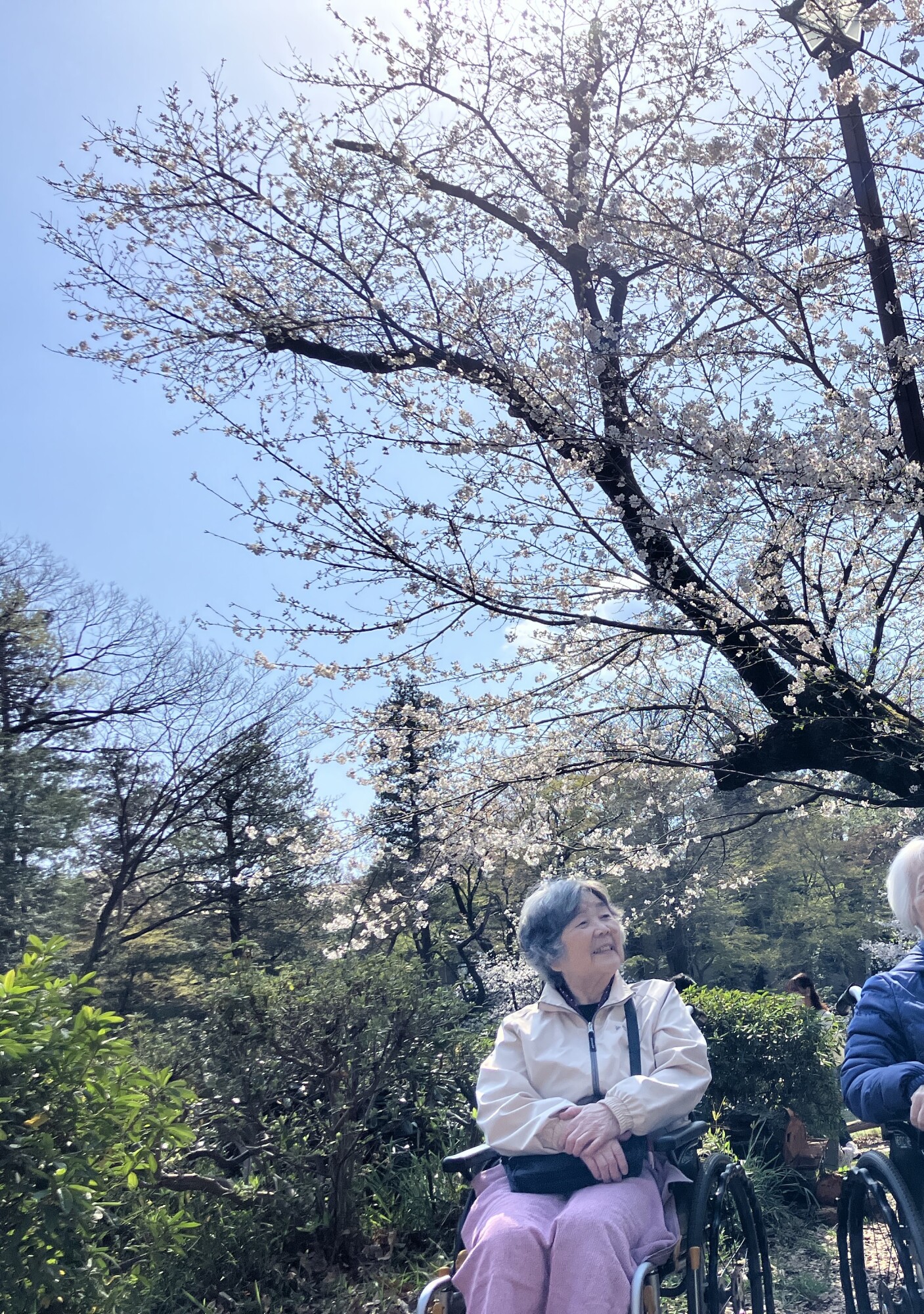 お花見散歩-1　ニチイホーム杉並松庵