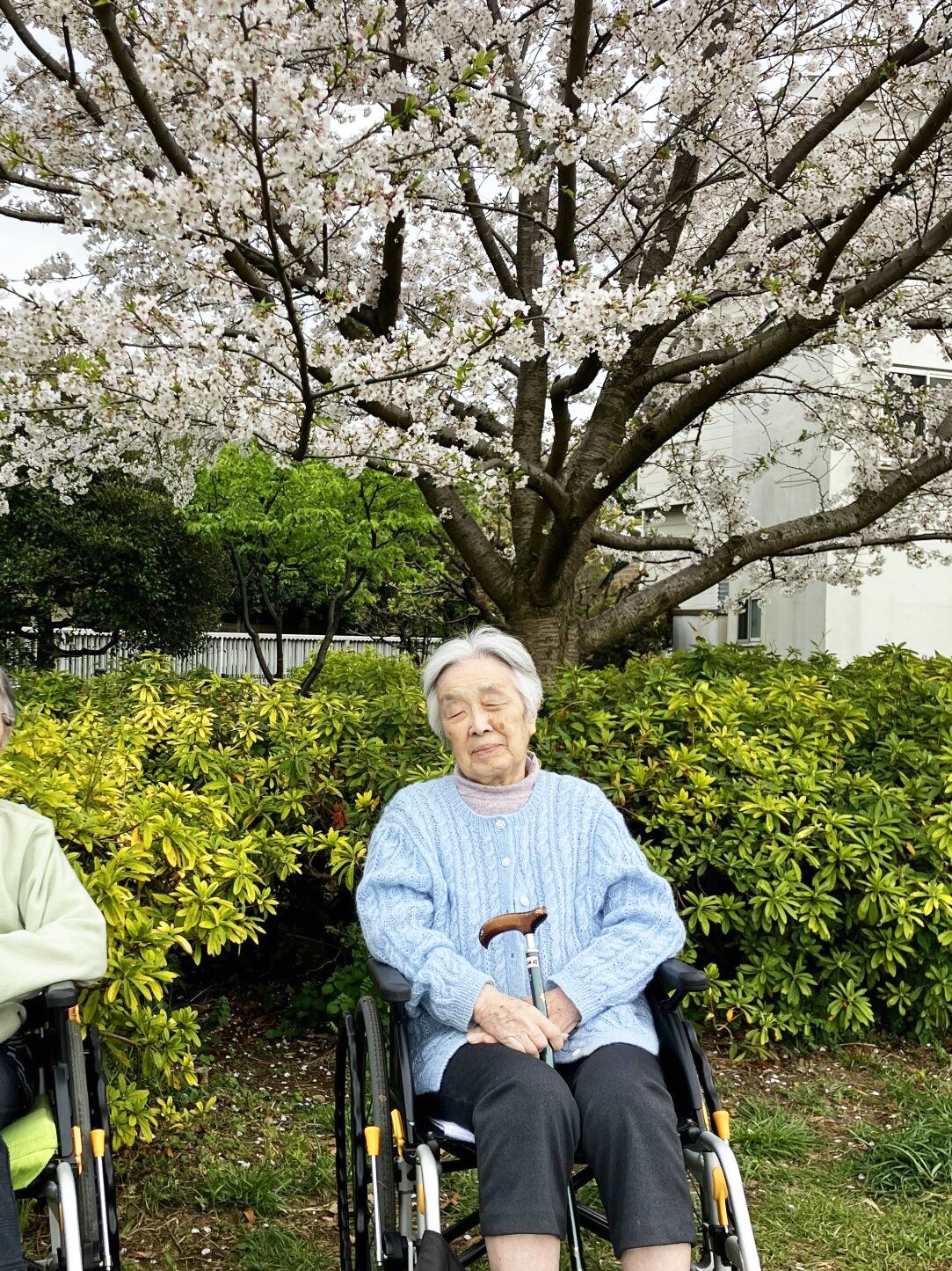 お花見散歩-4　ニチイホーム杉並松庵