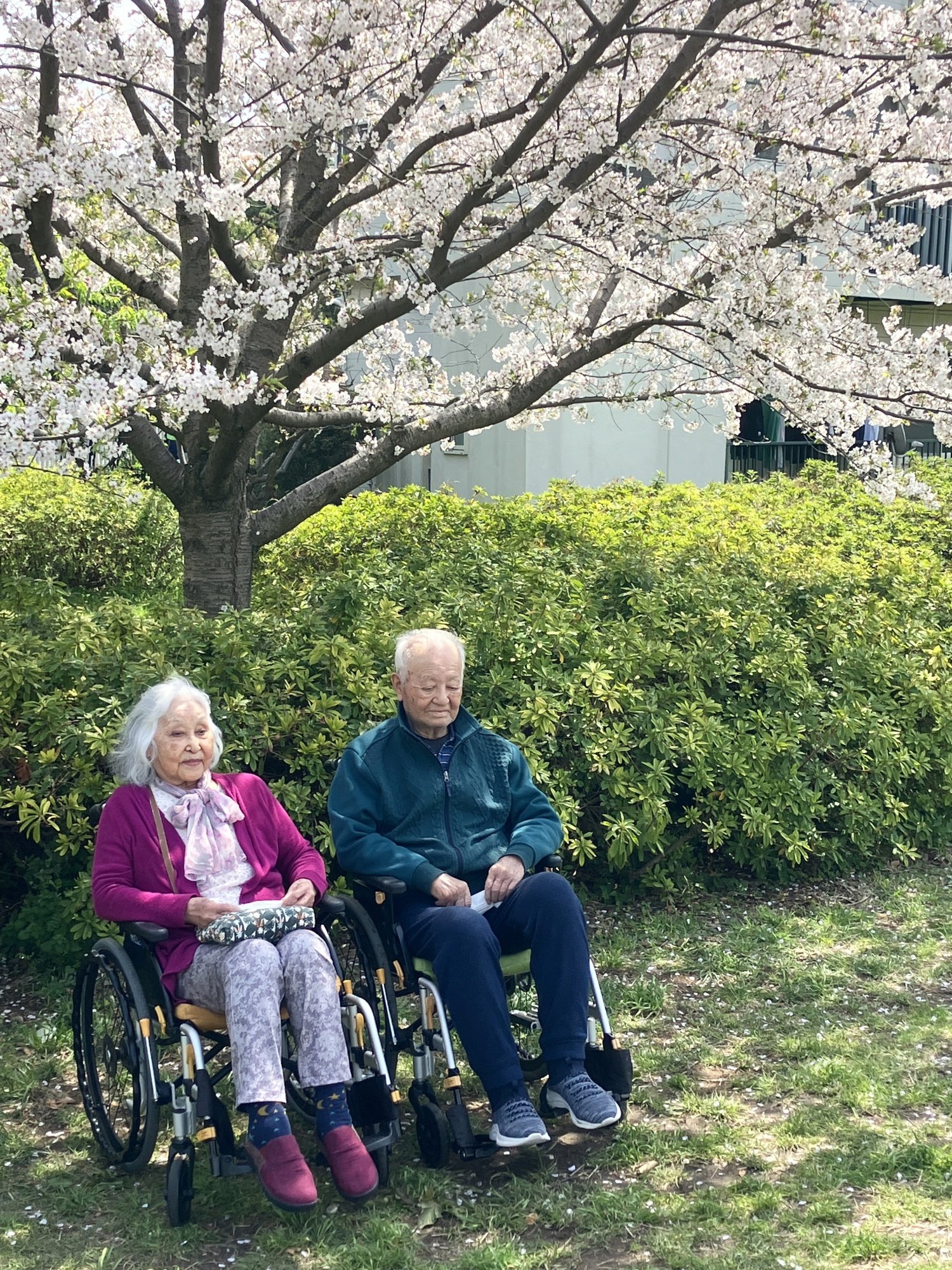 お花見散歩-5　ニチイホーム杉並松庵