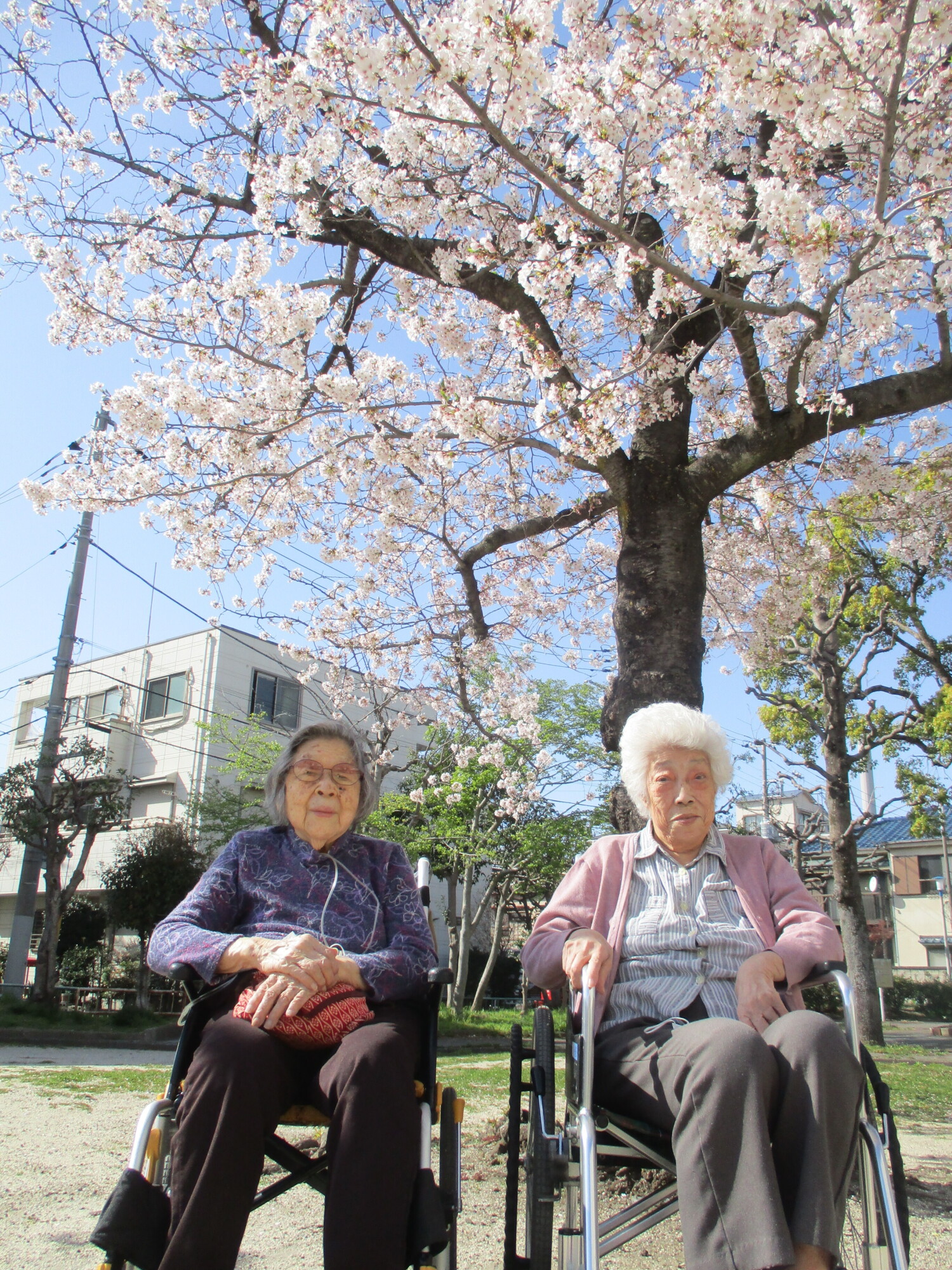 満開のお花見散歩-1　ニチイホーム墨田