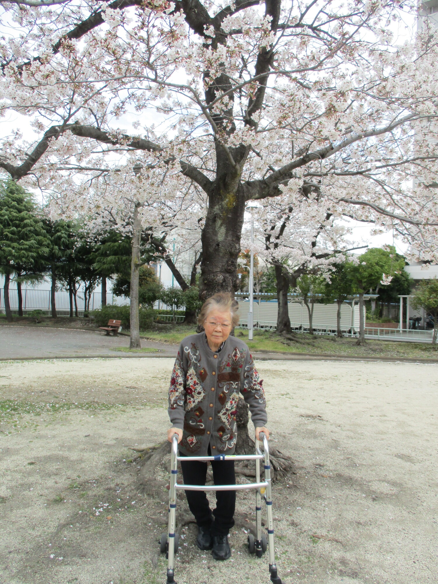 満開のお花見散歩-2　ニチイホーム墨田