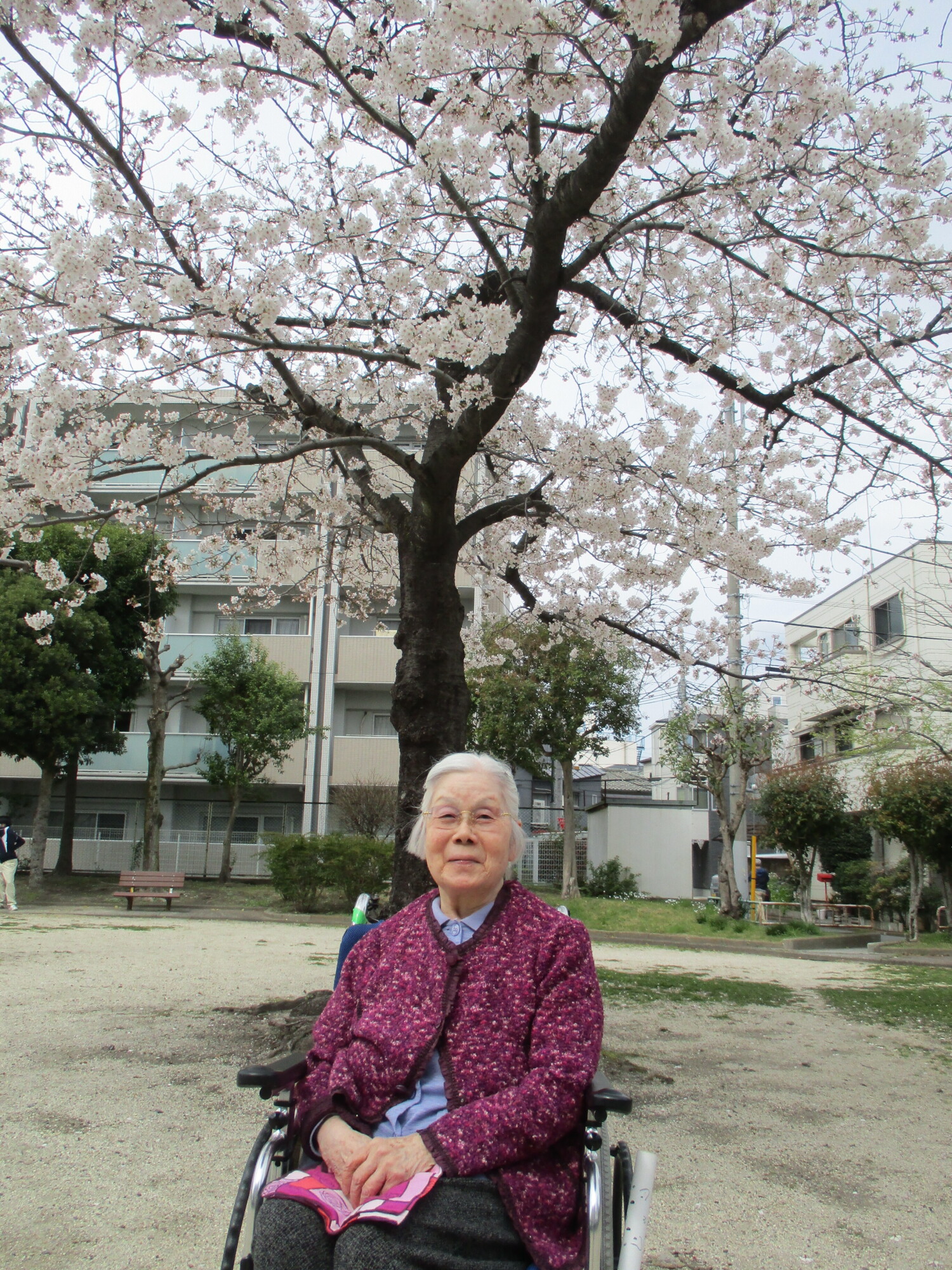 満開のお花見散歩-3　ニチイホーム墨田