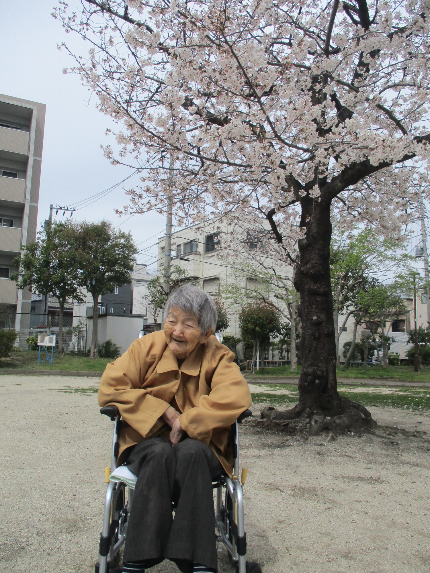 満開のお花見散歩-4　ニチイホーム墨田