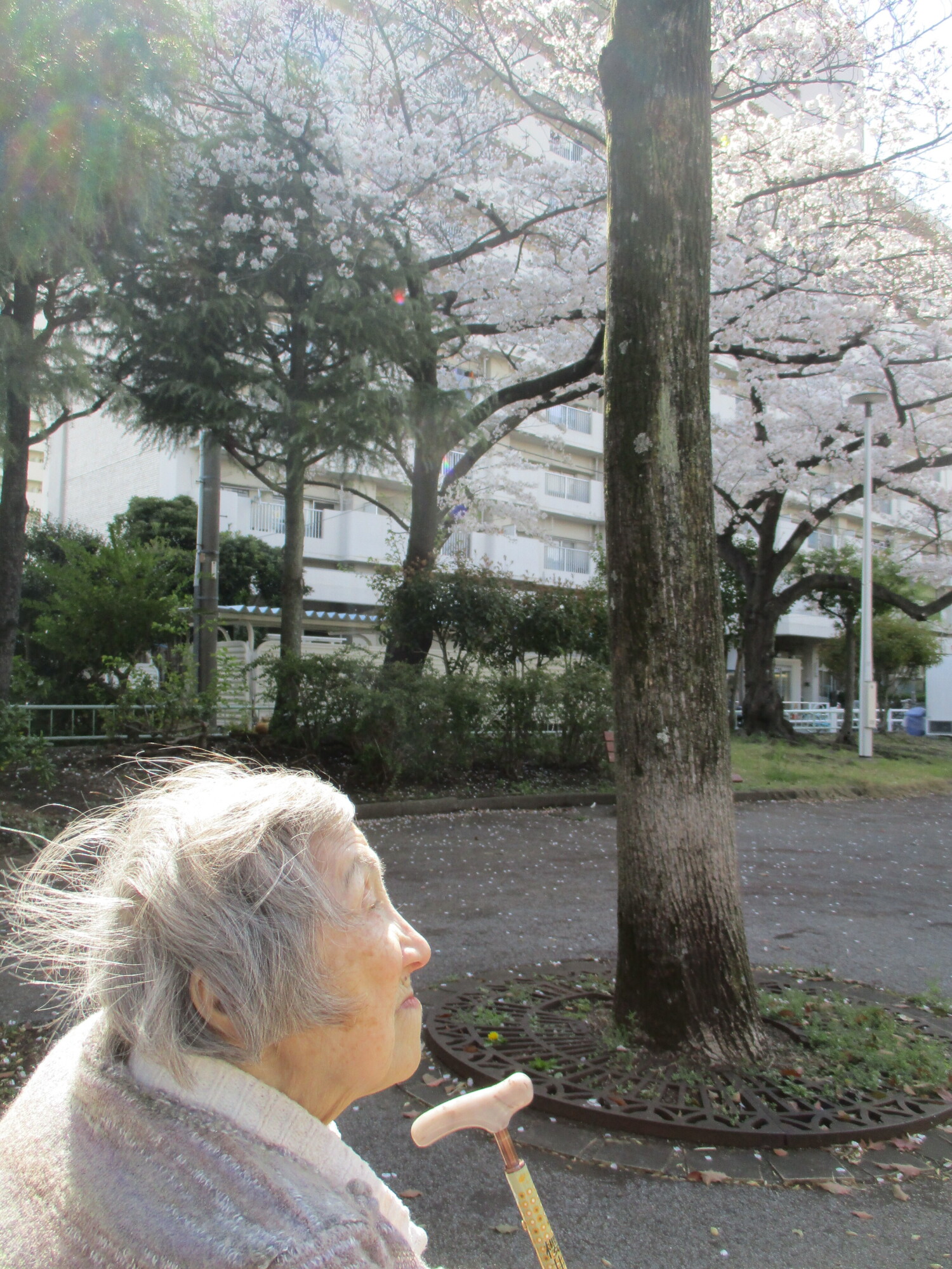 満開のお花見散歩-5　ニチイホーム墨田