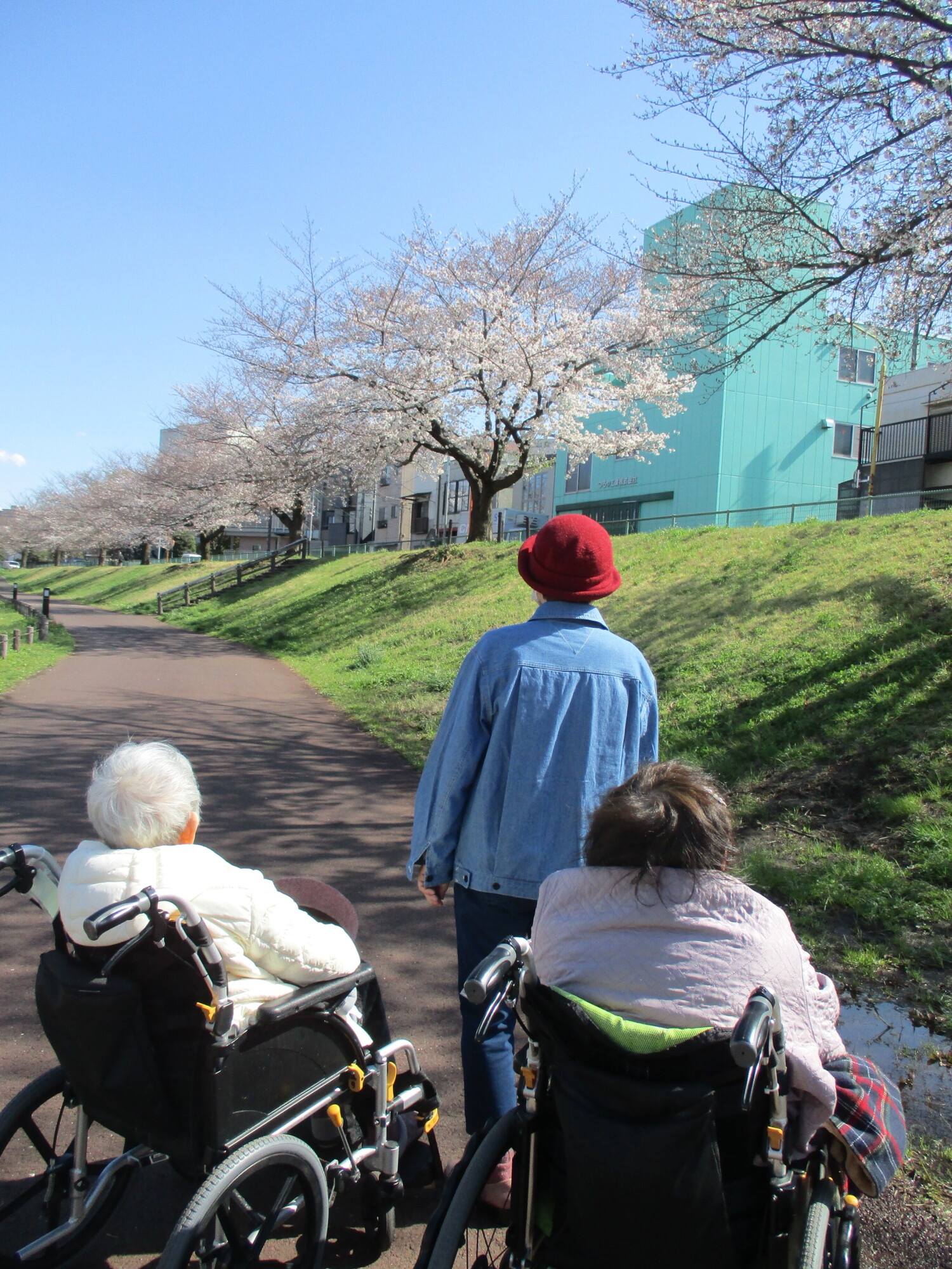 満開のお花見散歩-6　ニチイホーム墨田