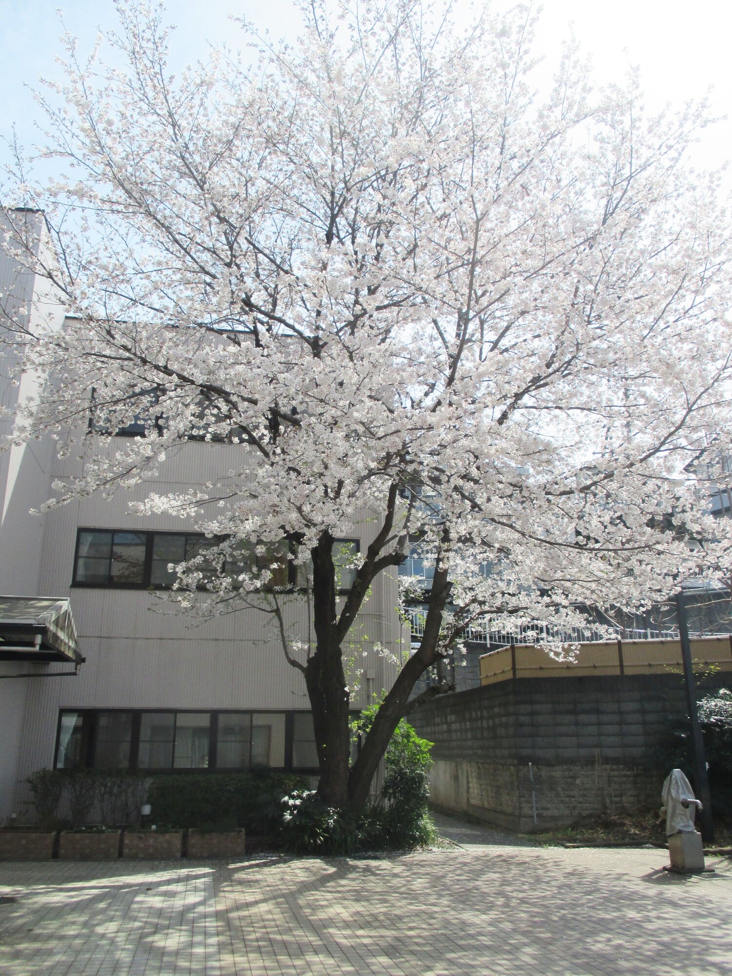 お花見日和-4　ニチイホーム高幡不動