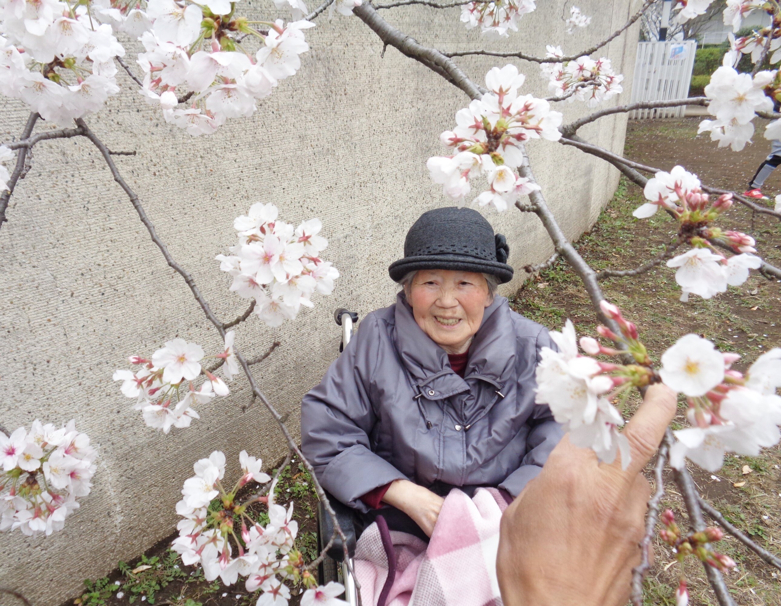 お花見①-1　ニチイホーム都立家政