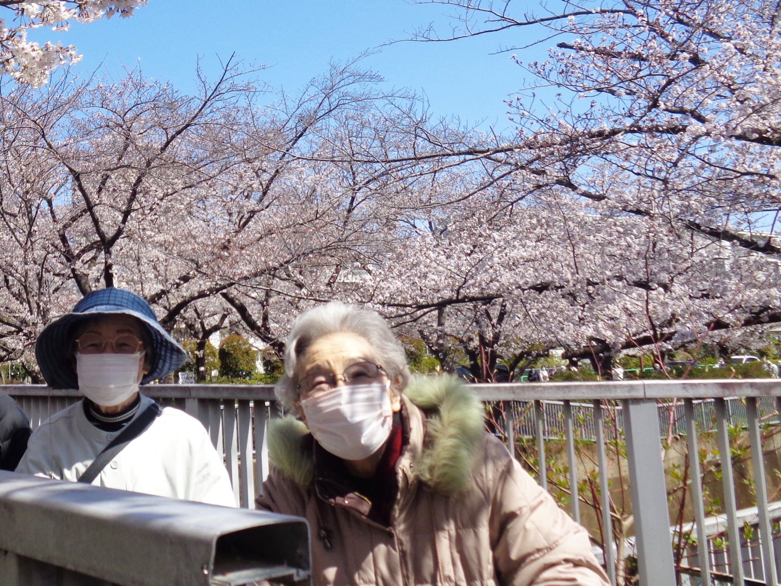 お花見②-2　ニチイホーム都立家政