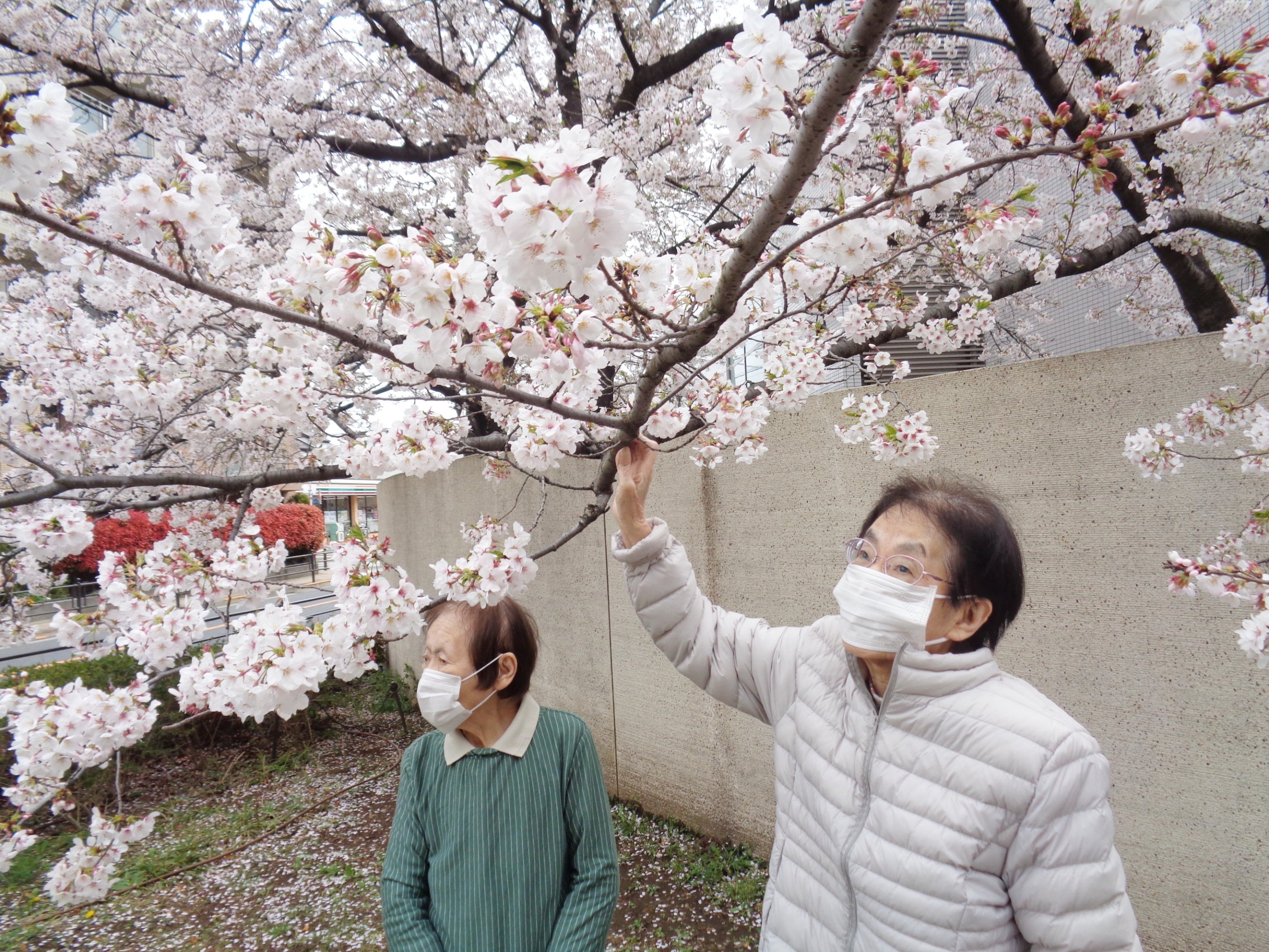 お花見②-5　ニチイホーム都立家政