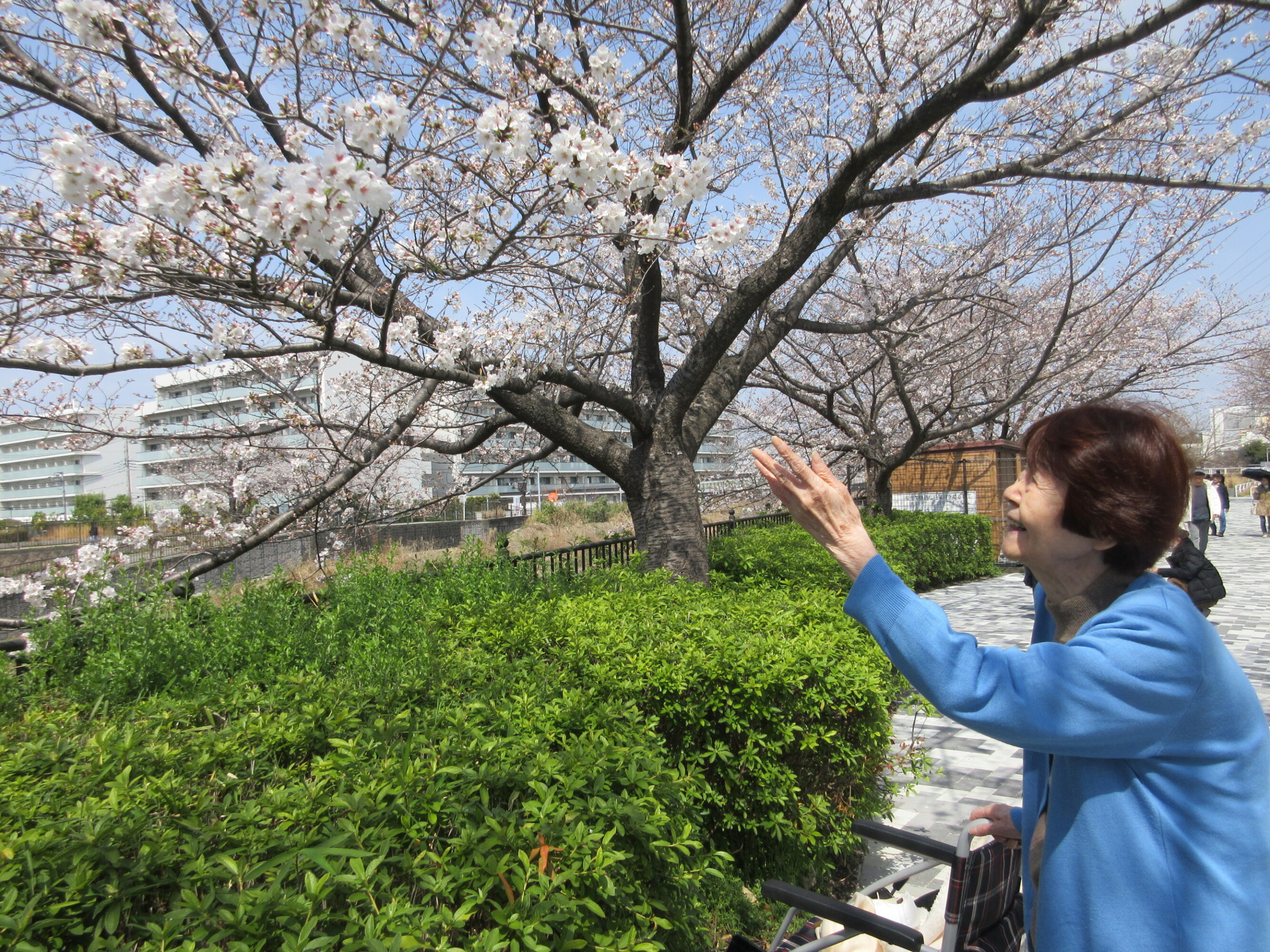 お花見-1　ニチイホーム戸塚