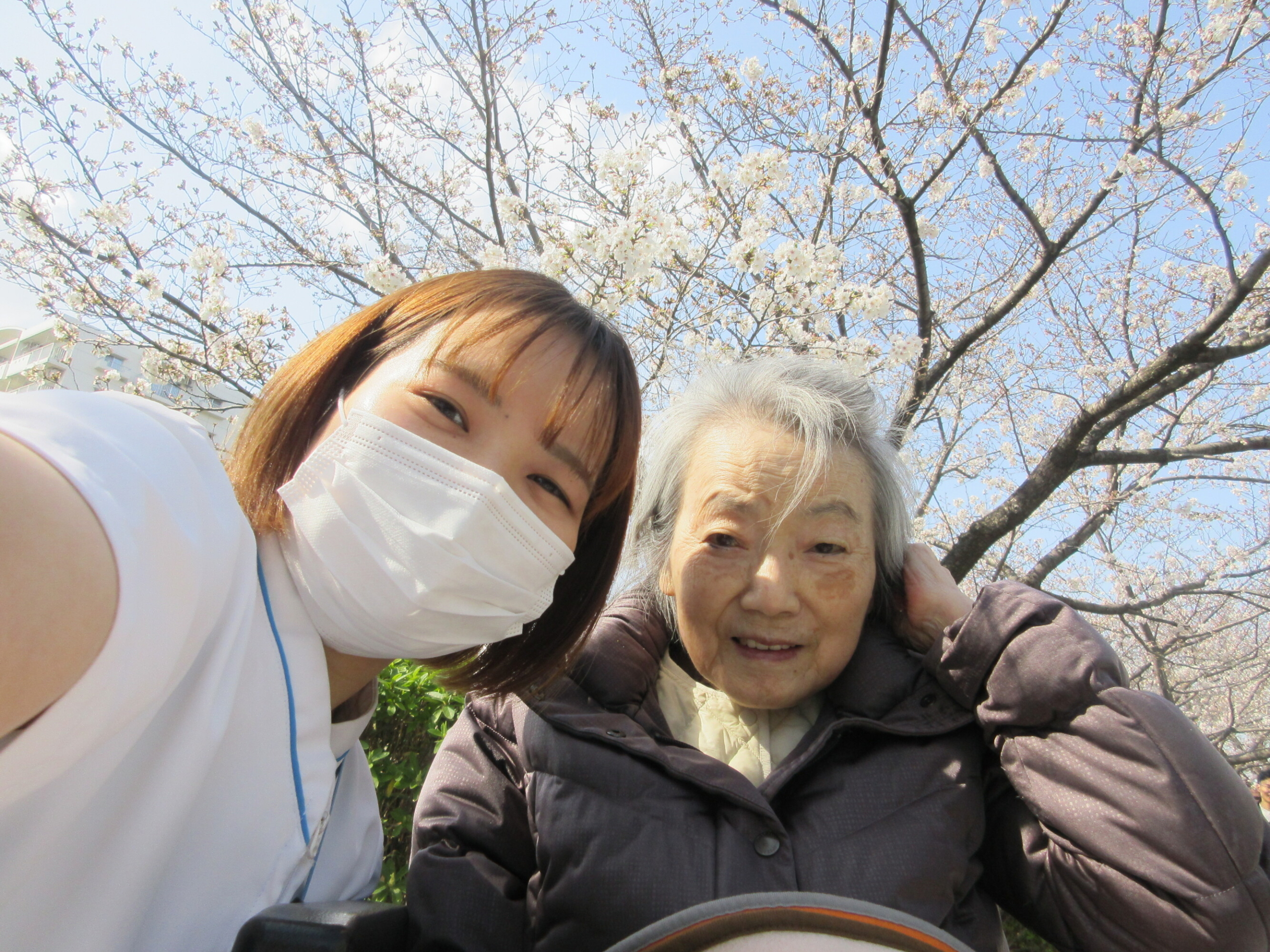 お花見-2　ニチイホーム戸塚