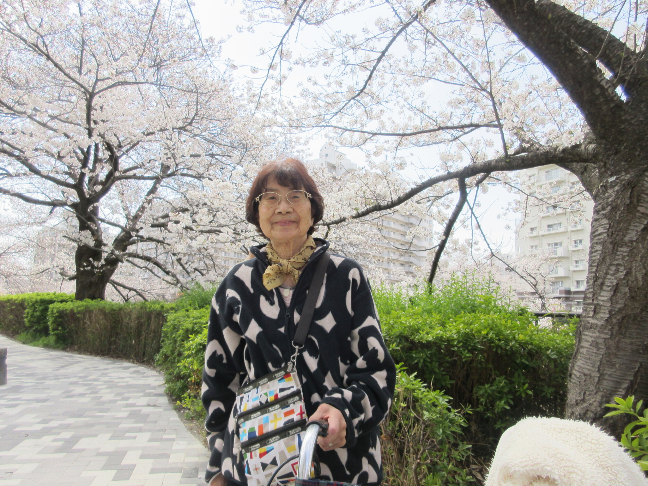 お花見-4　ニチイホーム戸塚
