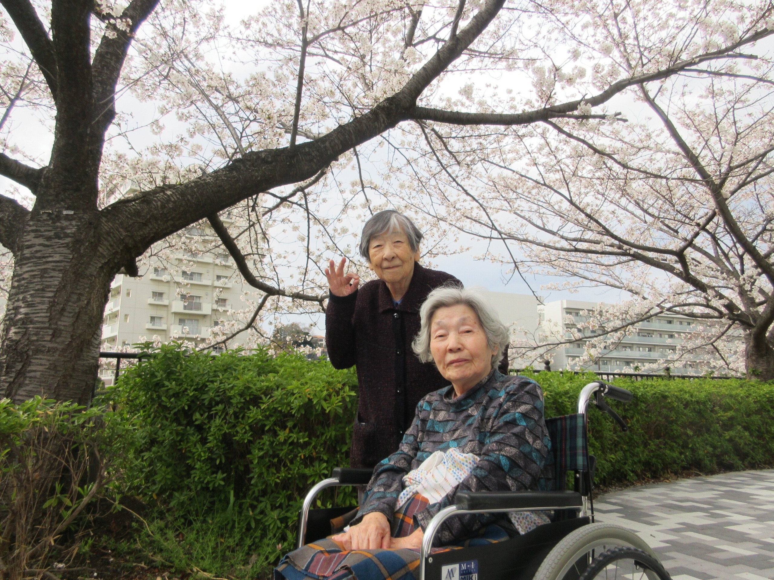 お花見-5　ニチイホーム戸塚