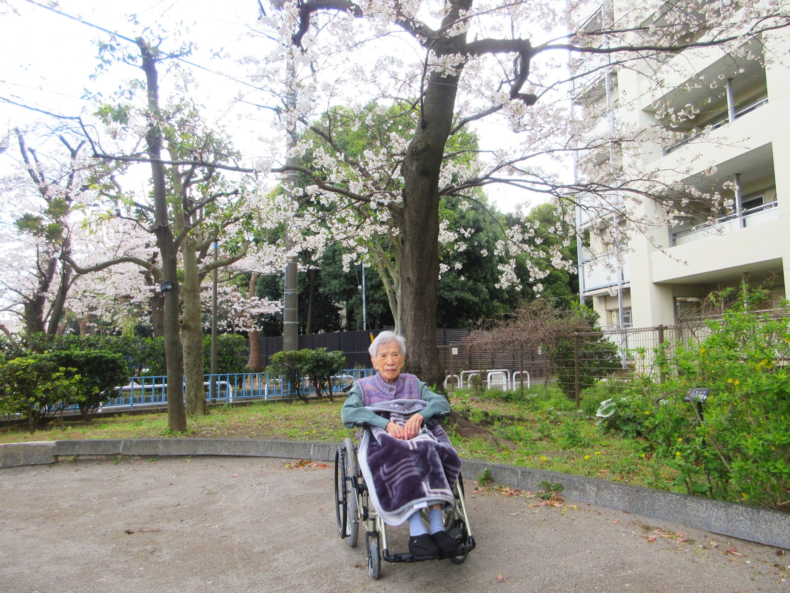 お花見-2　ニチイホーム矢口