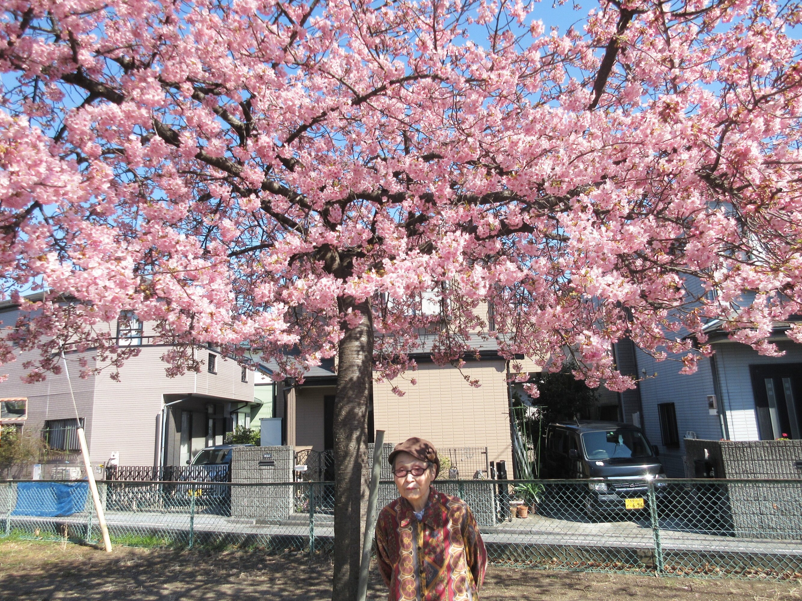 河津桜を見に行きました-1　ニチイホーム与野本町
