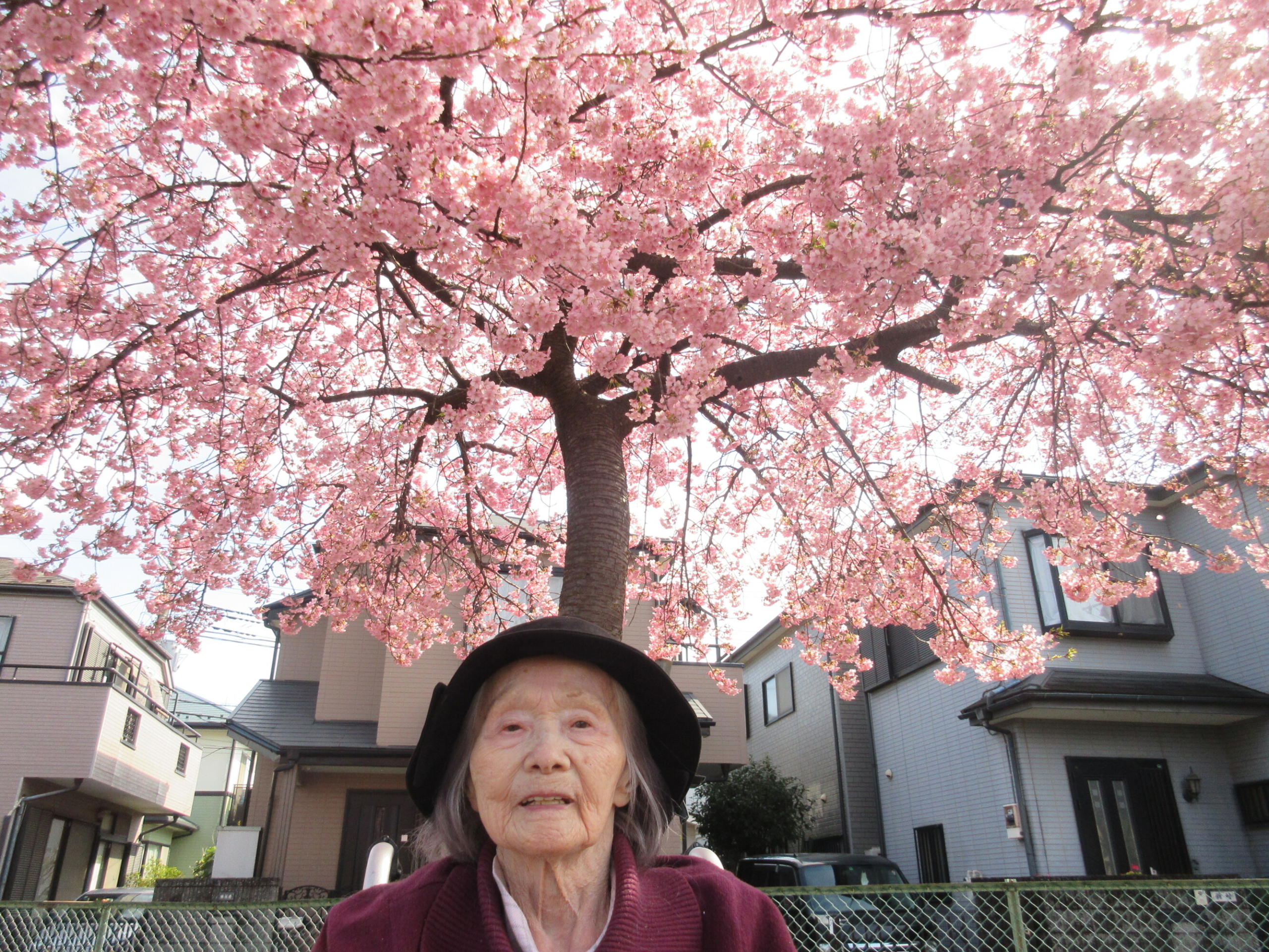 河津桜を見に行きました-3　ニチイホーム与野本町