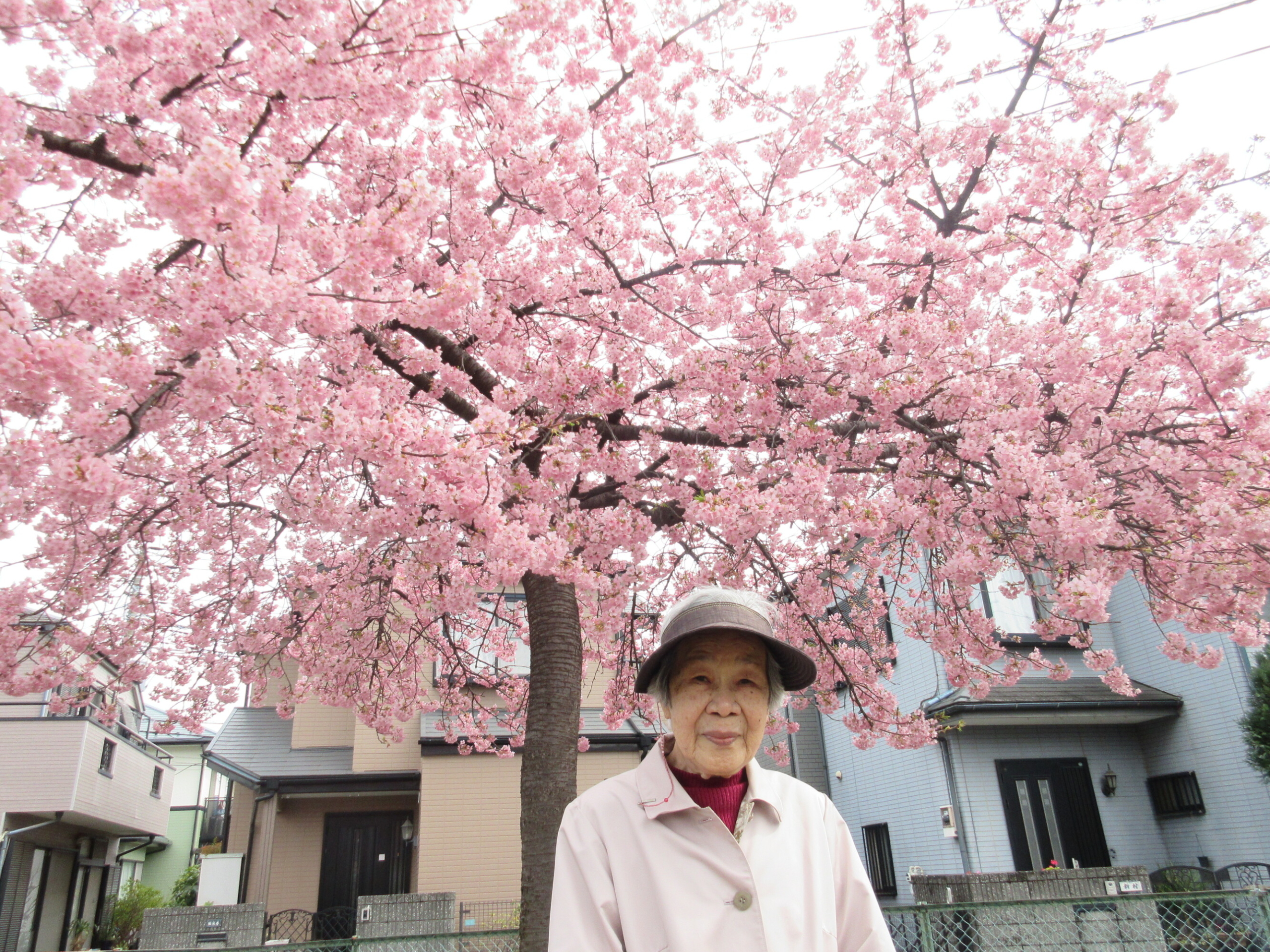 河津桜を見に行きました-4　ニチイホーム与野本町