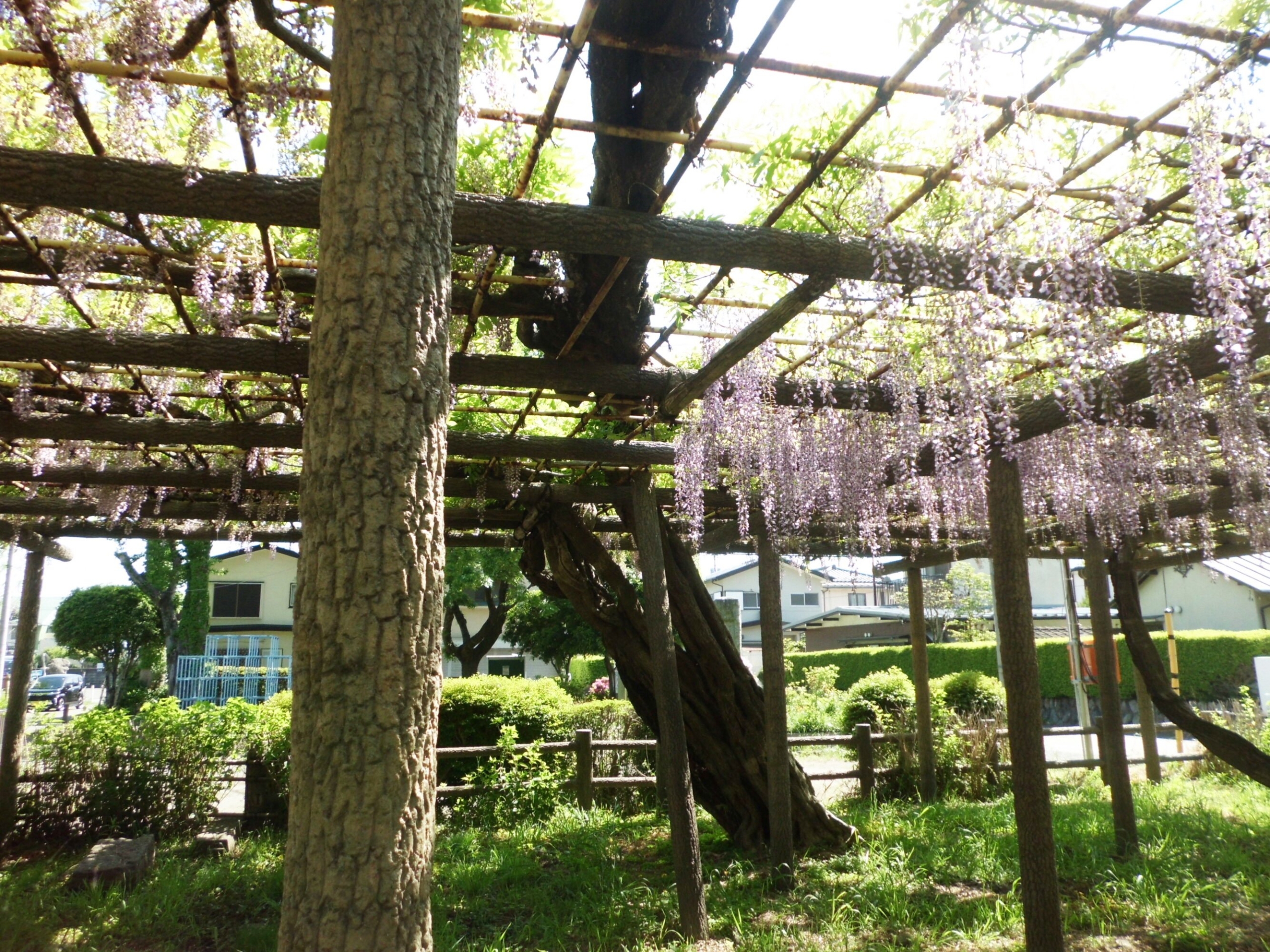 藤棚見学-2　ニチイホーム昭島昭和の森