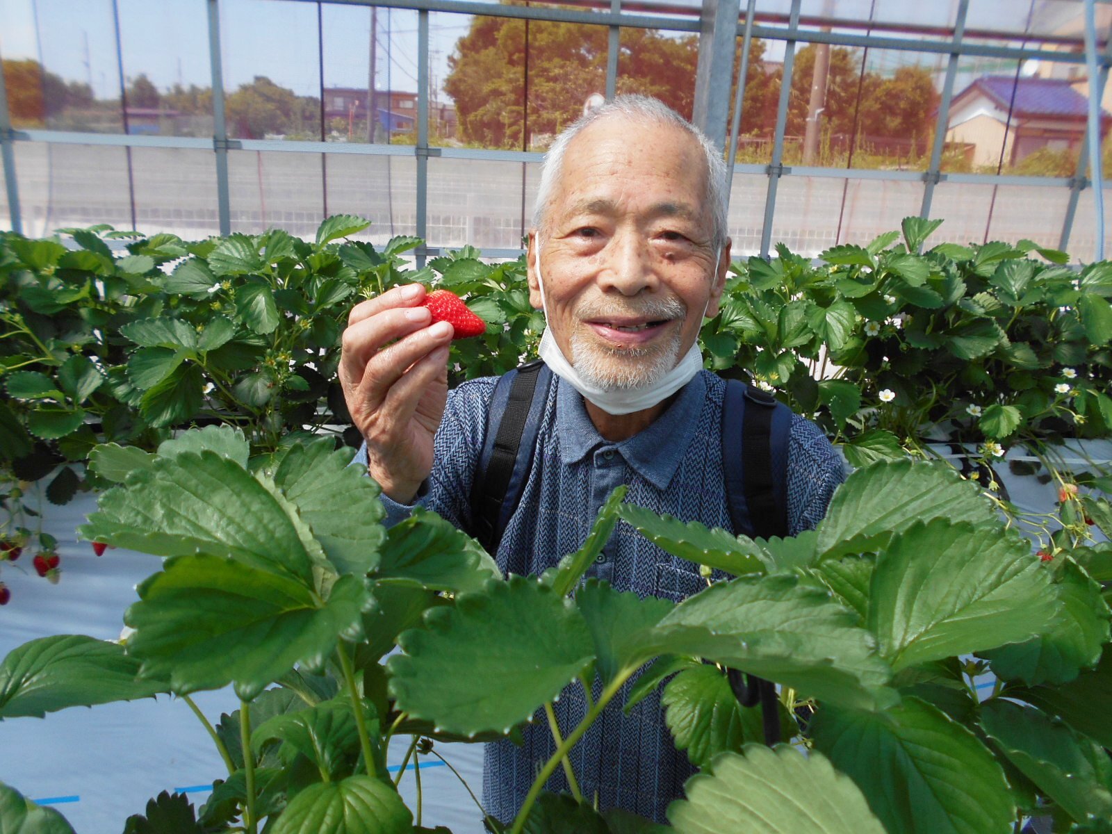 いちご狩りに行ってきました！-1　ニチイホーム海老名