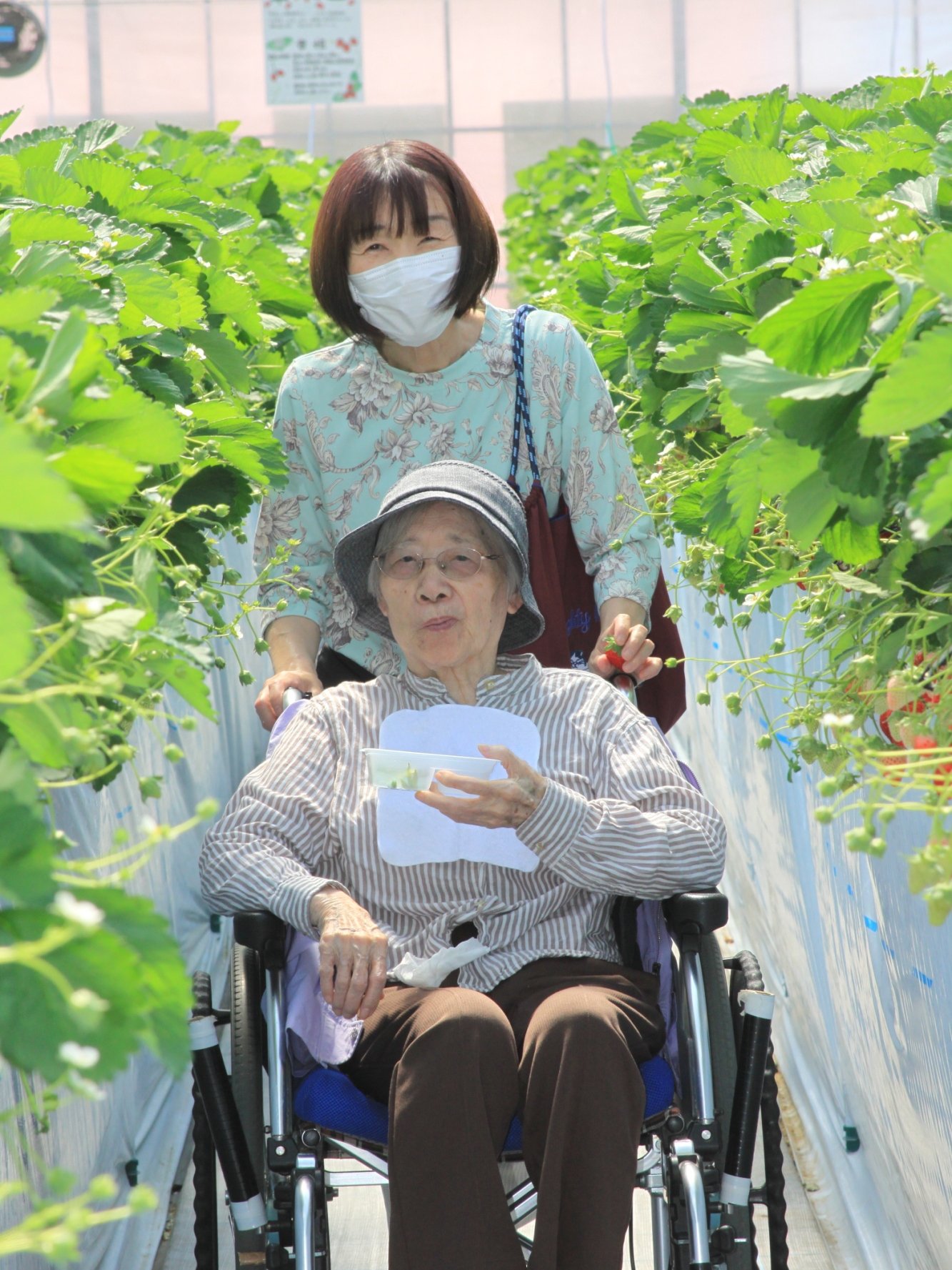 いちご狩りに行ってきました！-3　ニチイホーム海老名