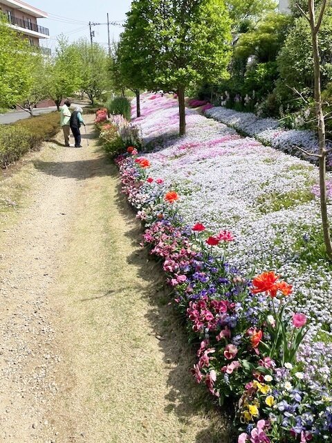 芝桜鑑賞-1　ニチイホームはるひ野Ⅱ番館