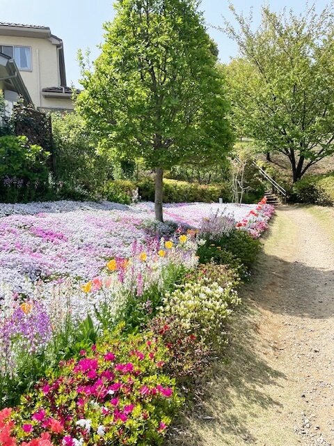 芝桜鑑賞-2　ニチイホームはるひ野Ⅱ番館