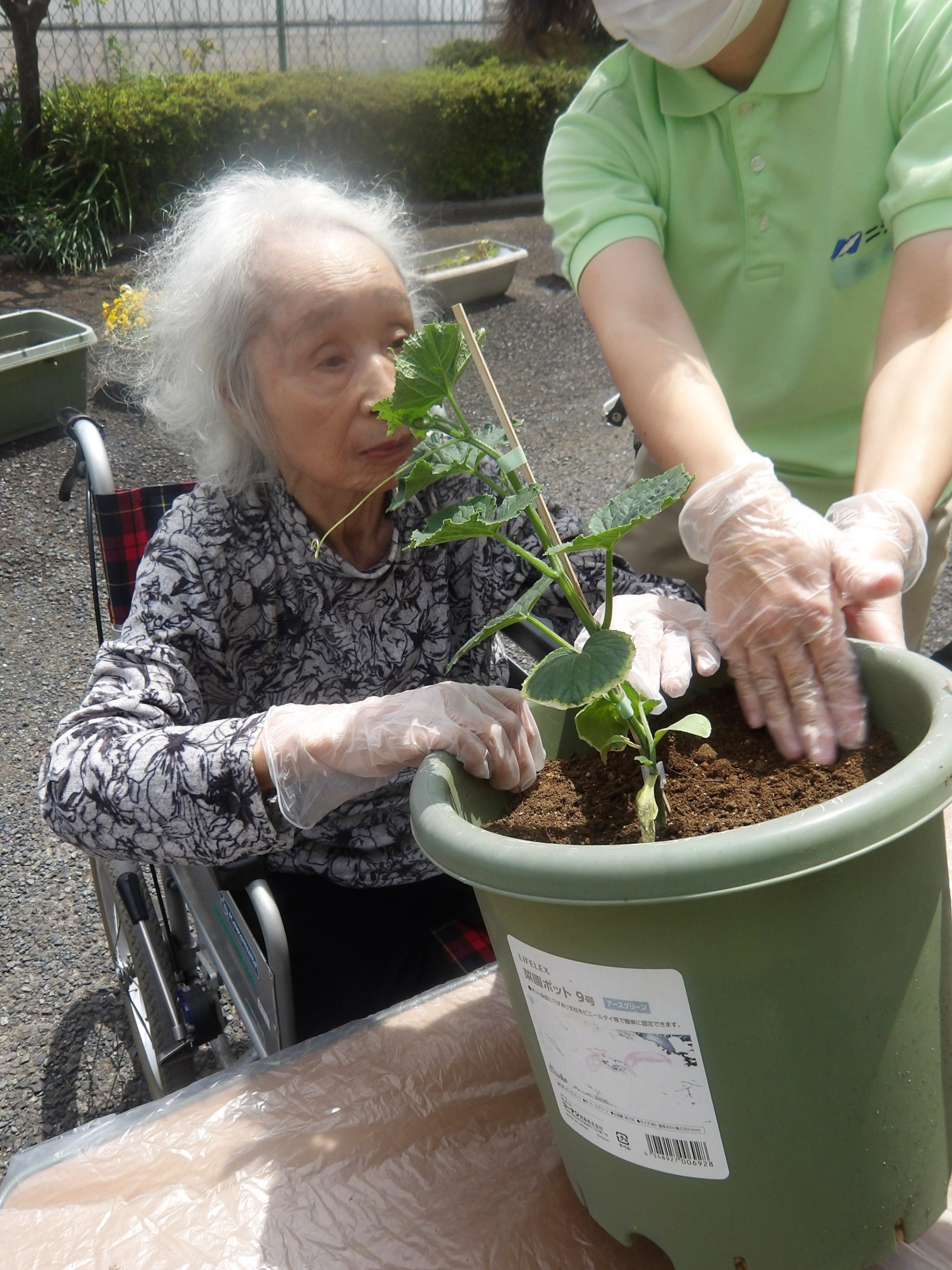 野菜の植え付け-2　ニチイホーム東府中