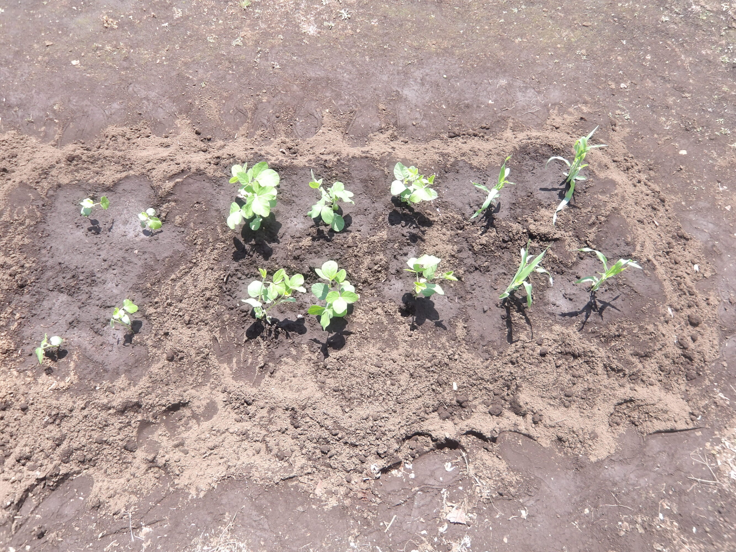 野菜の寄せ植え・畑作り-4　ニチイホーム東府中