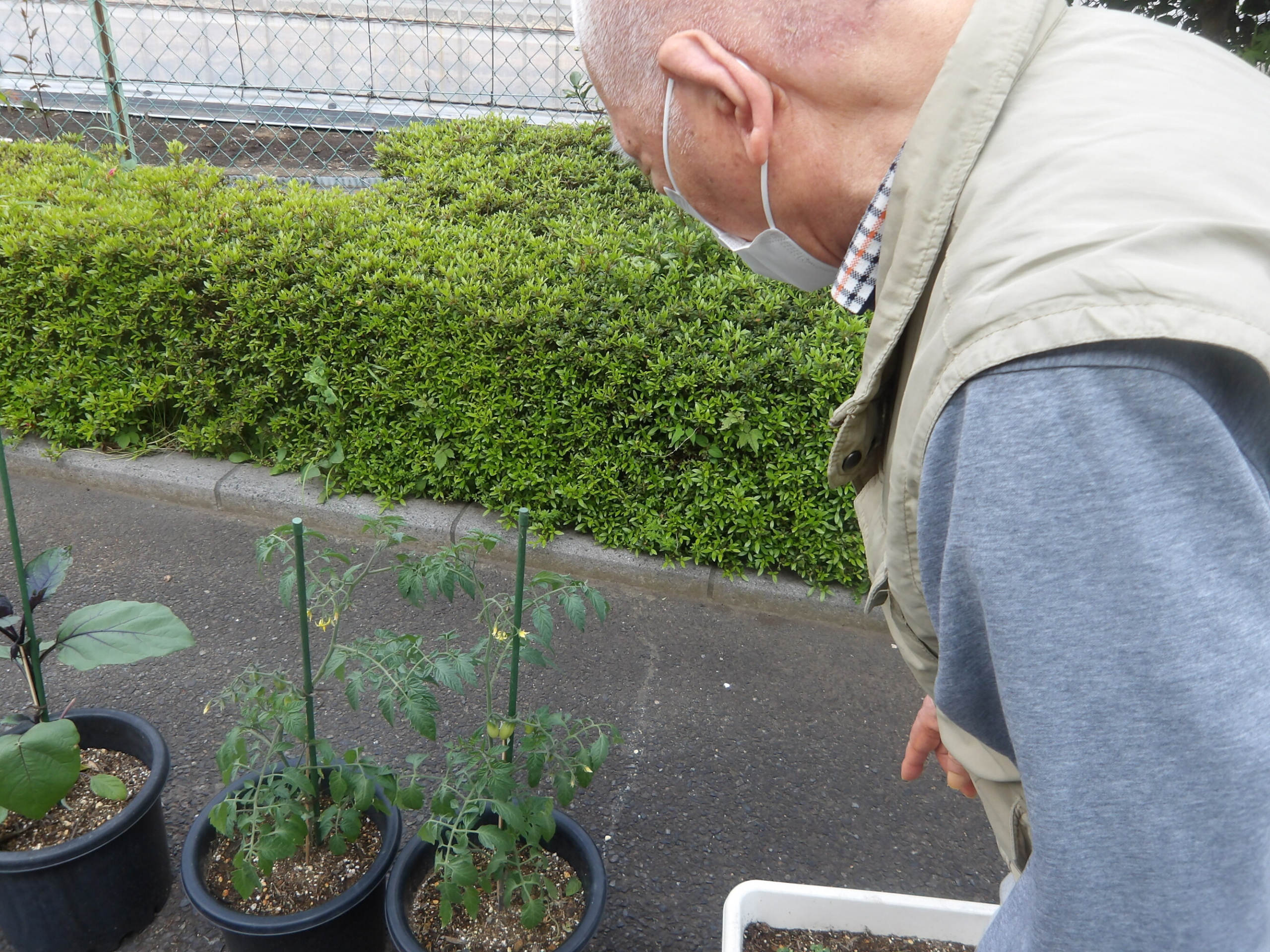 プランター野菜の様子-1　ニチイホーム東府中
