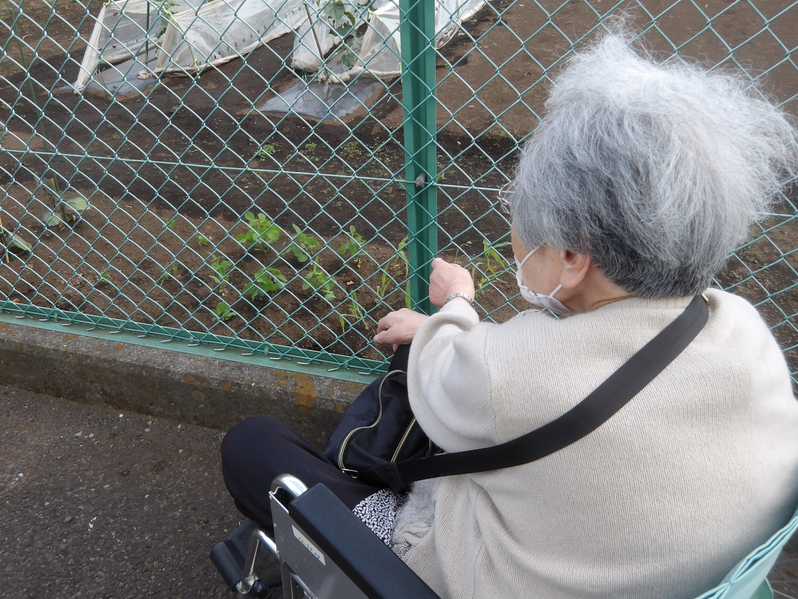 プランター野菜の様子-4　ニチイホーム東府中