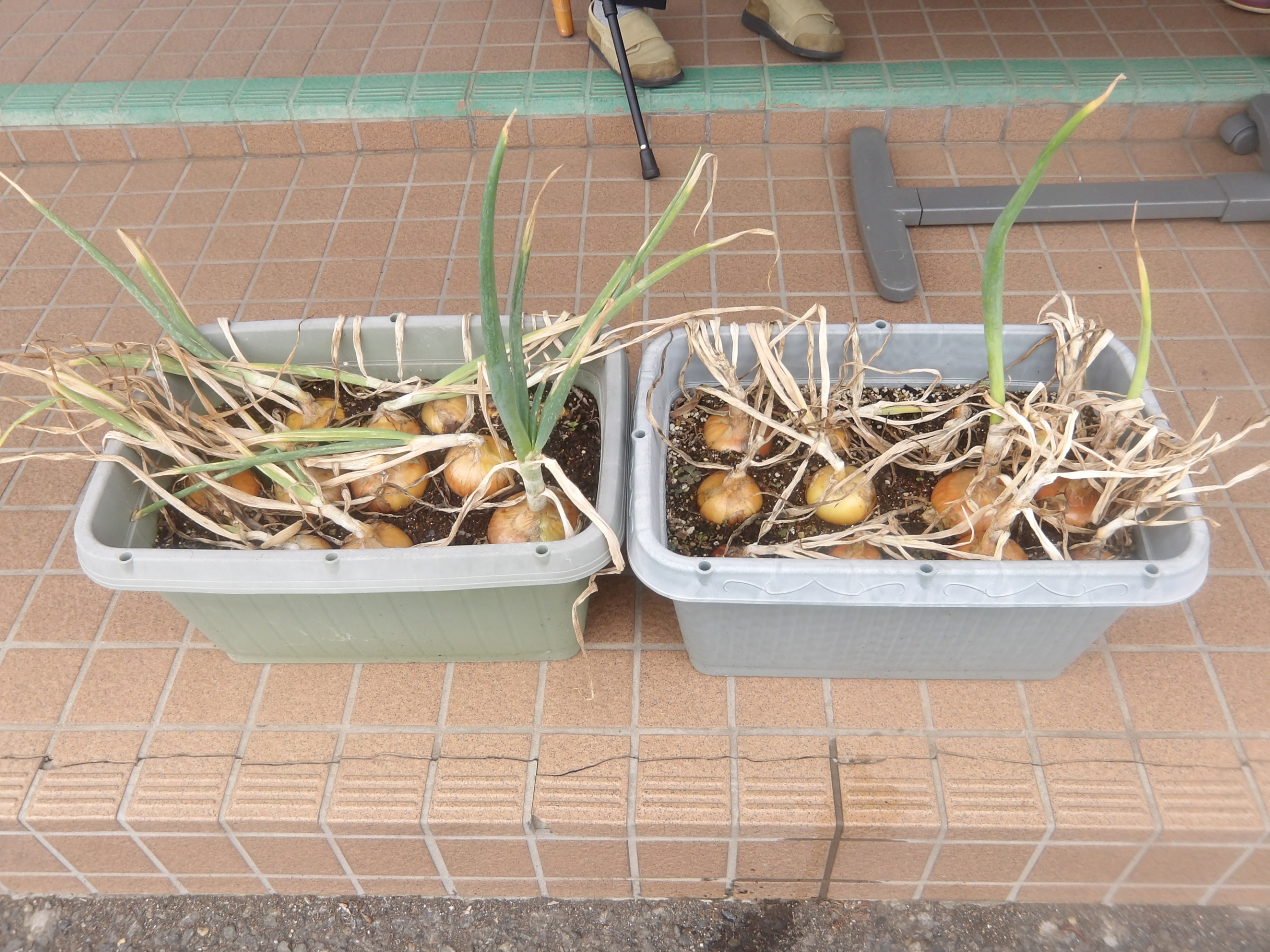 玉ねぎ収-3穫　ニチイホーム東府中