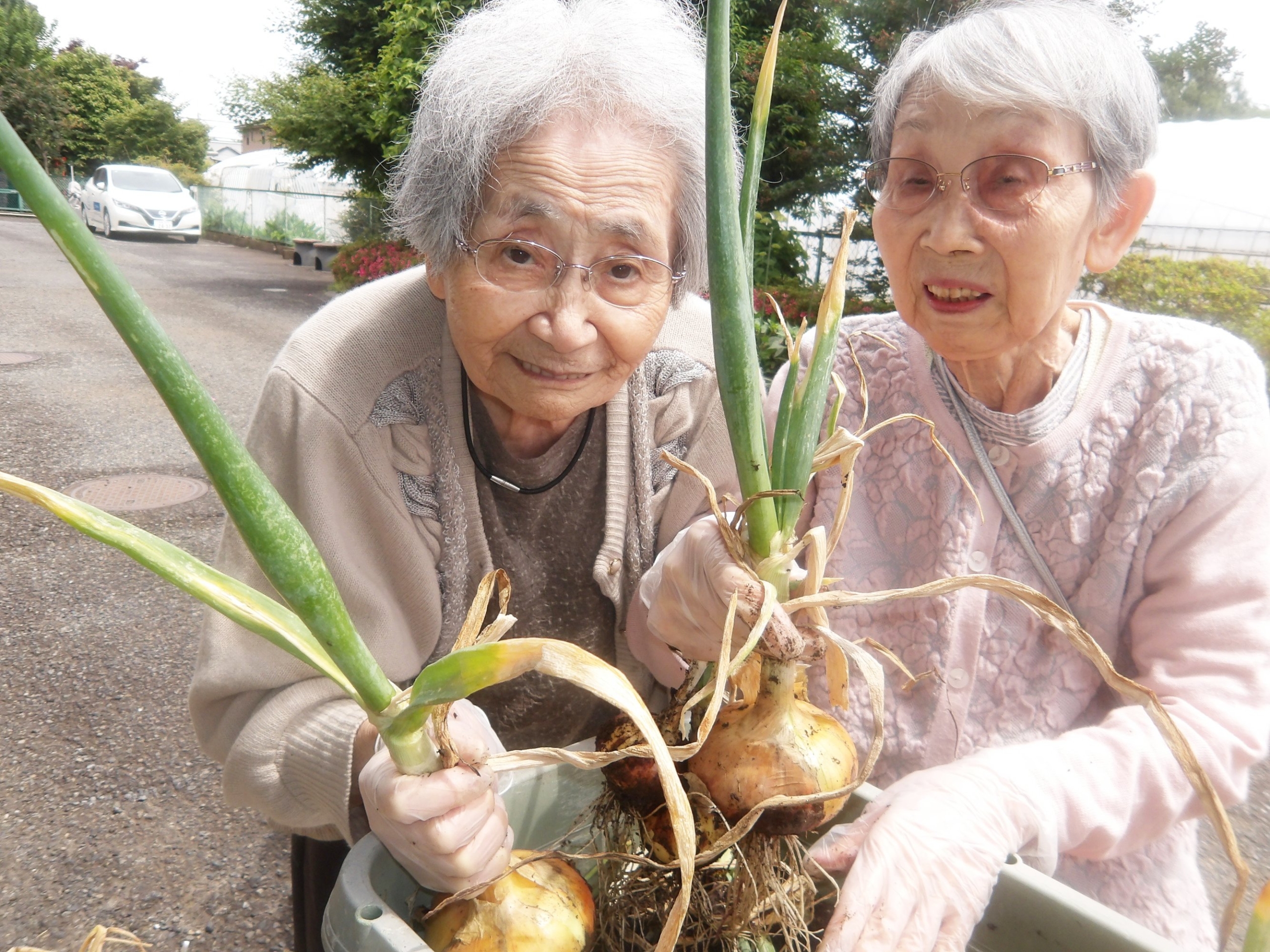 玉ねぎ収穫-5　ニチイホーム東府中