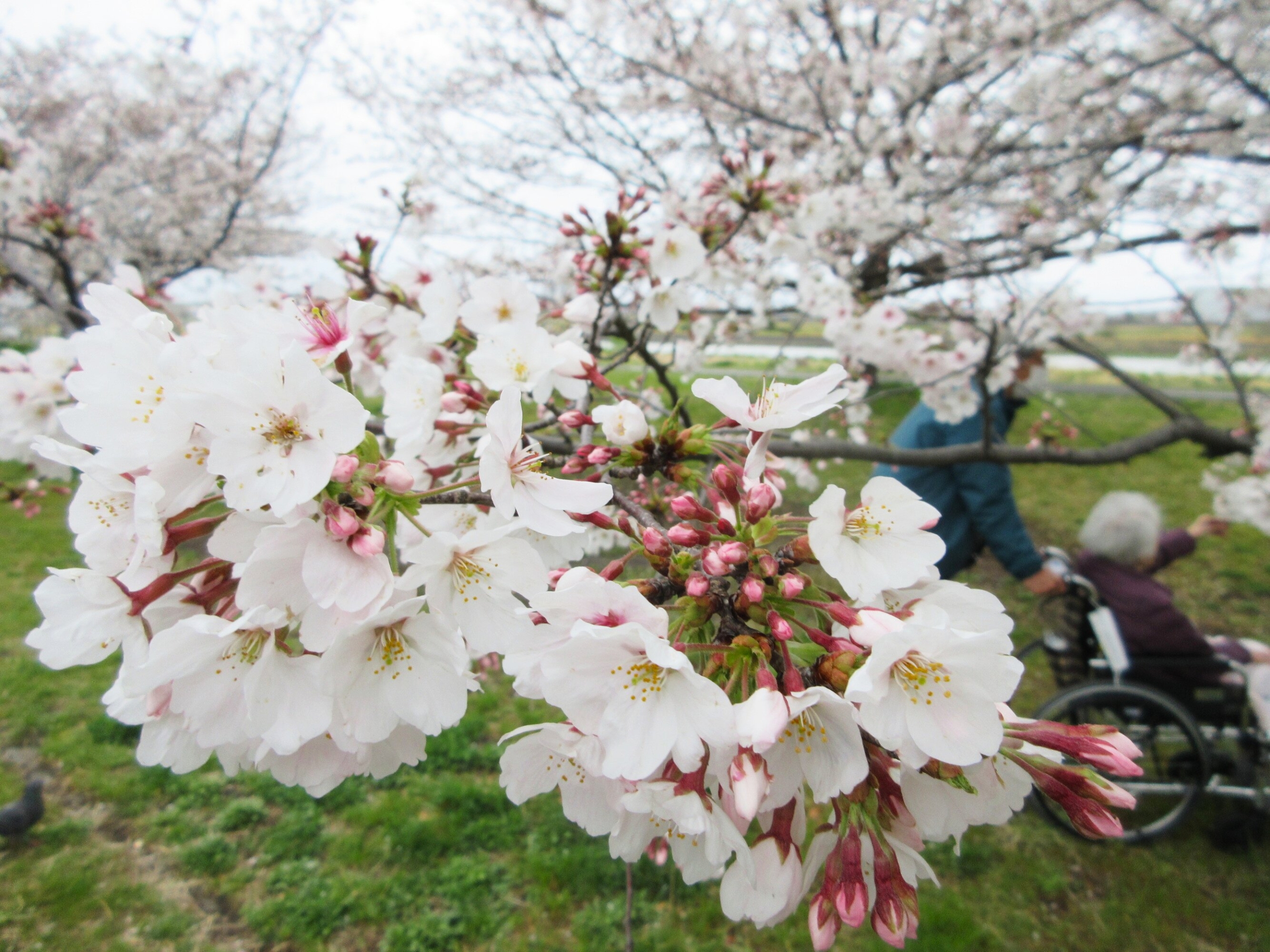 お花見-1　ニチイホーム稲城