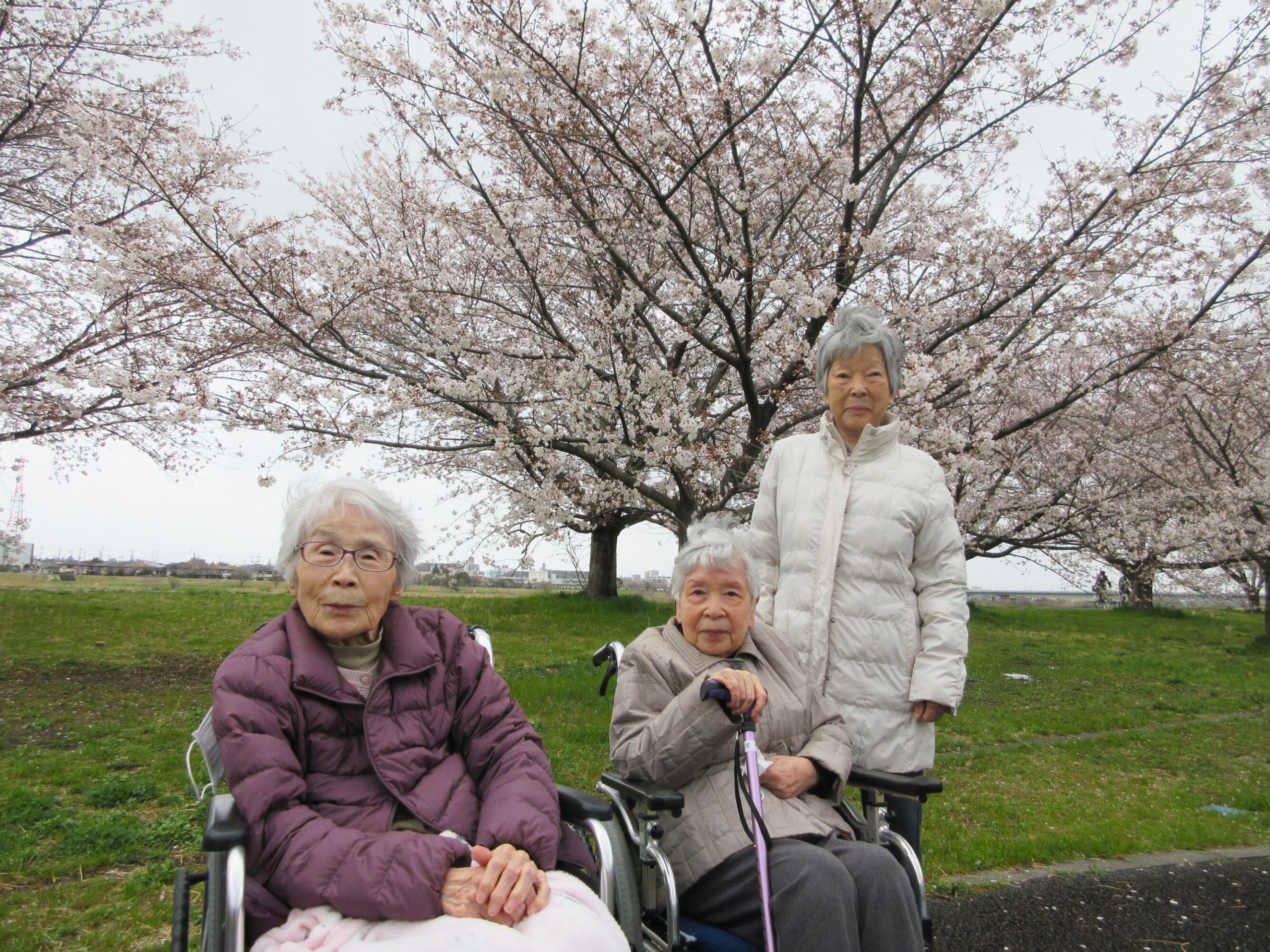 お花見-2　ニチイホーム稲城
