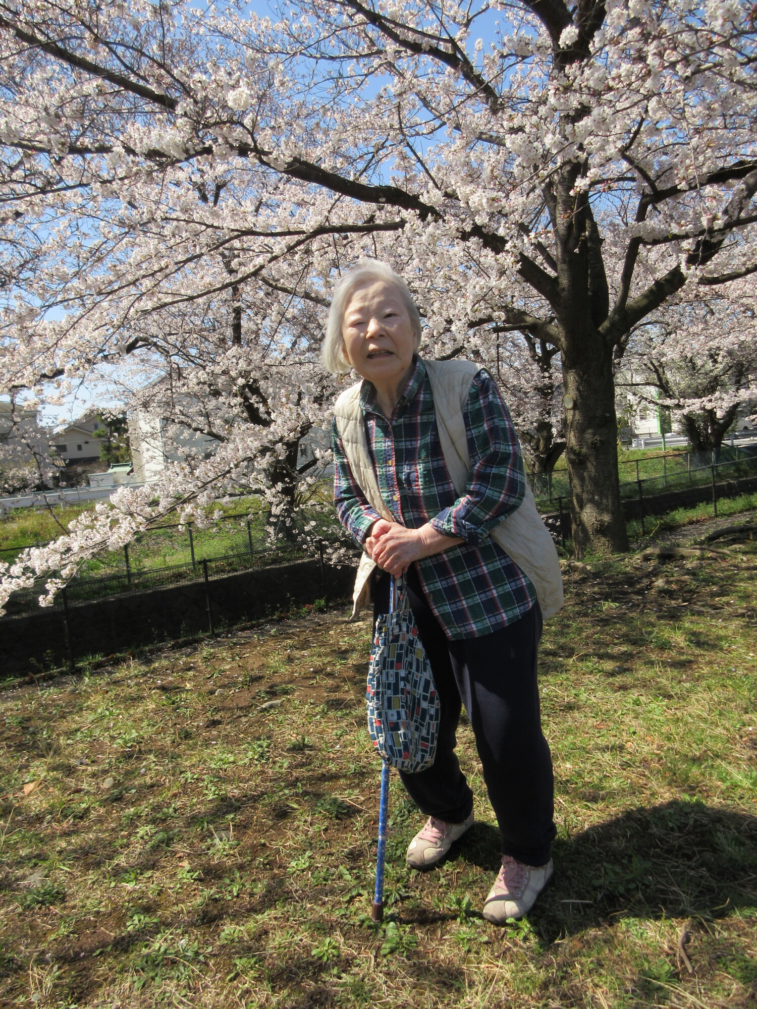 お花見-4　ニチイホーム稲城