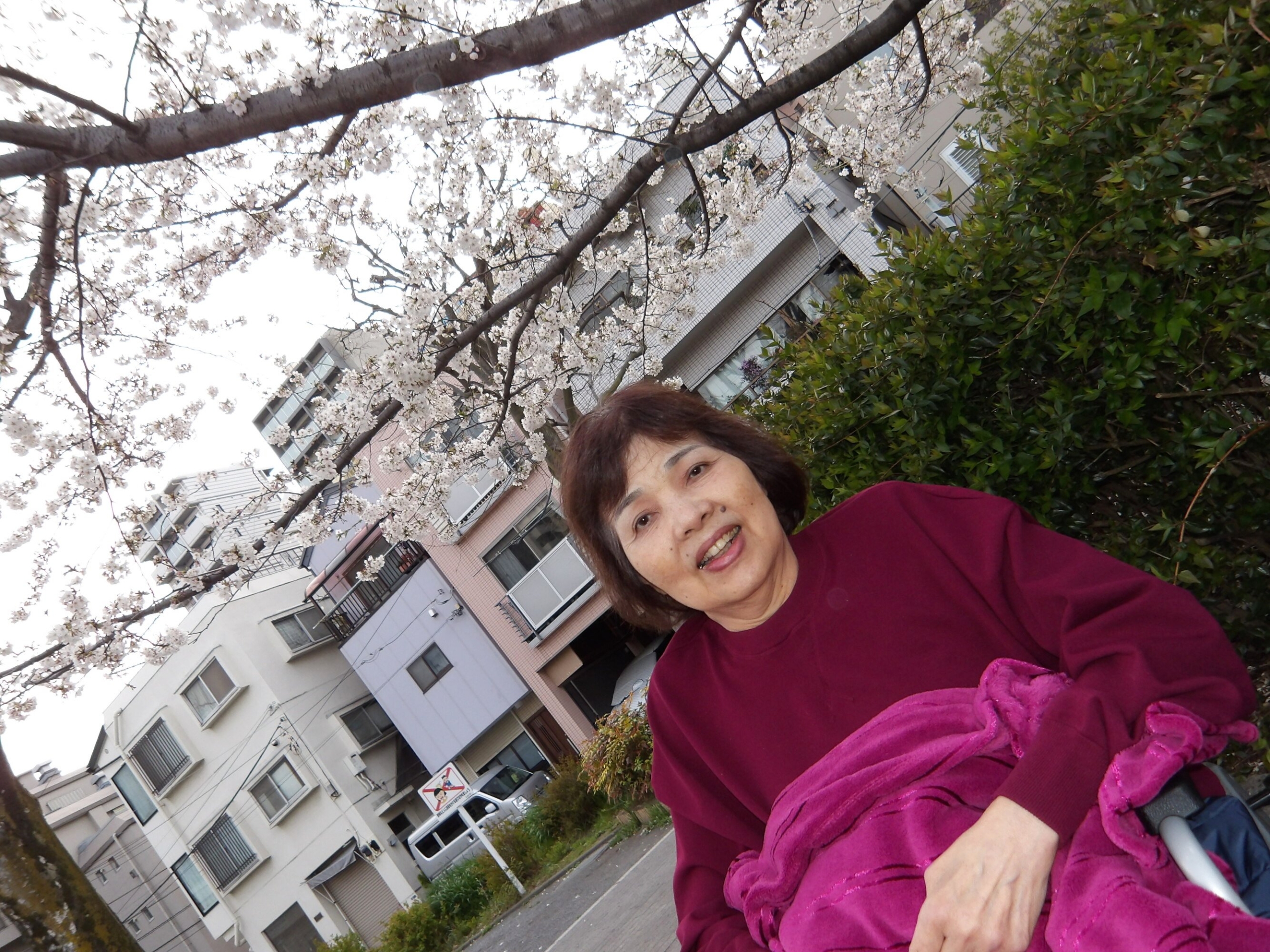 観桜会-3　ニチイホーム南大井