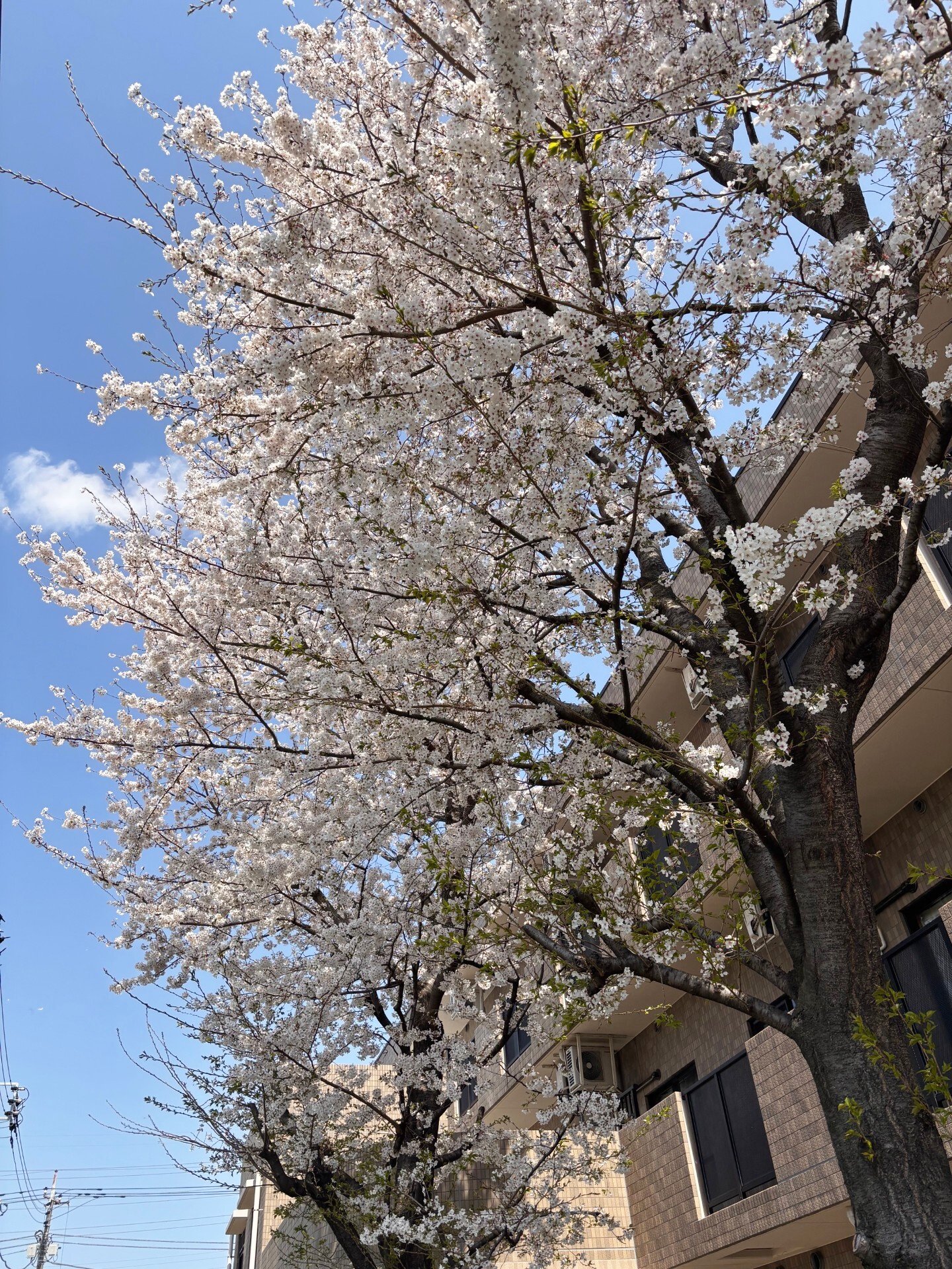 お花見-2　ニチイホーム三鷹Ⅱ番館