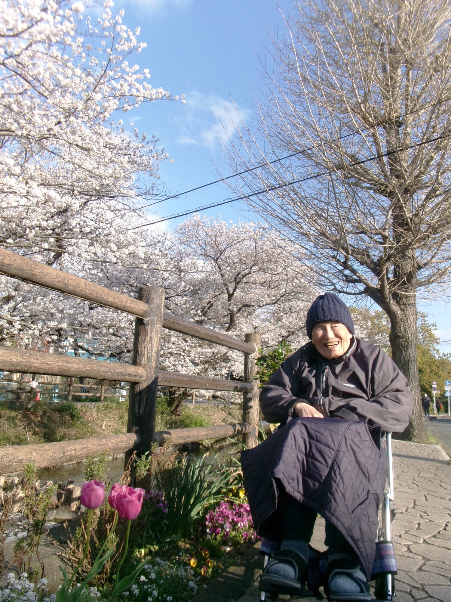 お花見散歩-1　ニチイホーム登戸