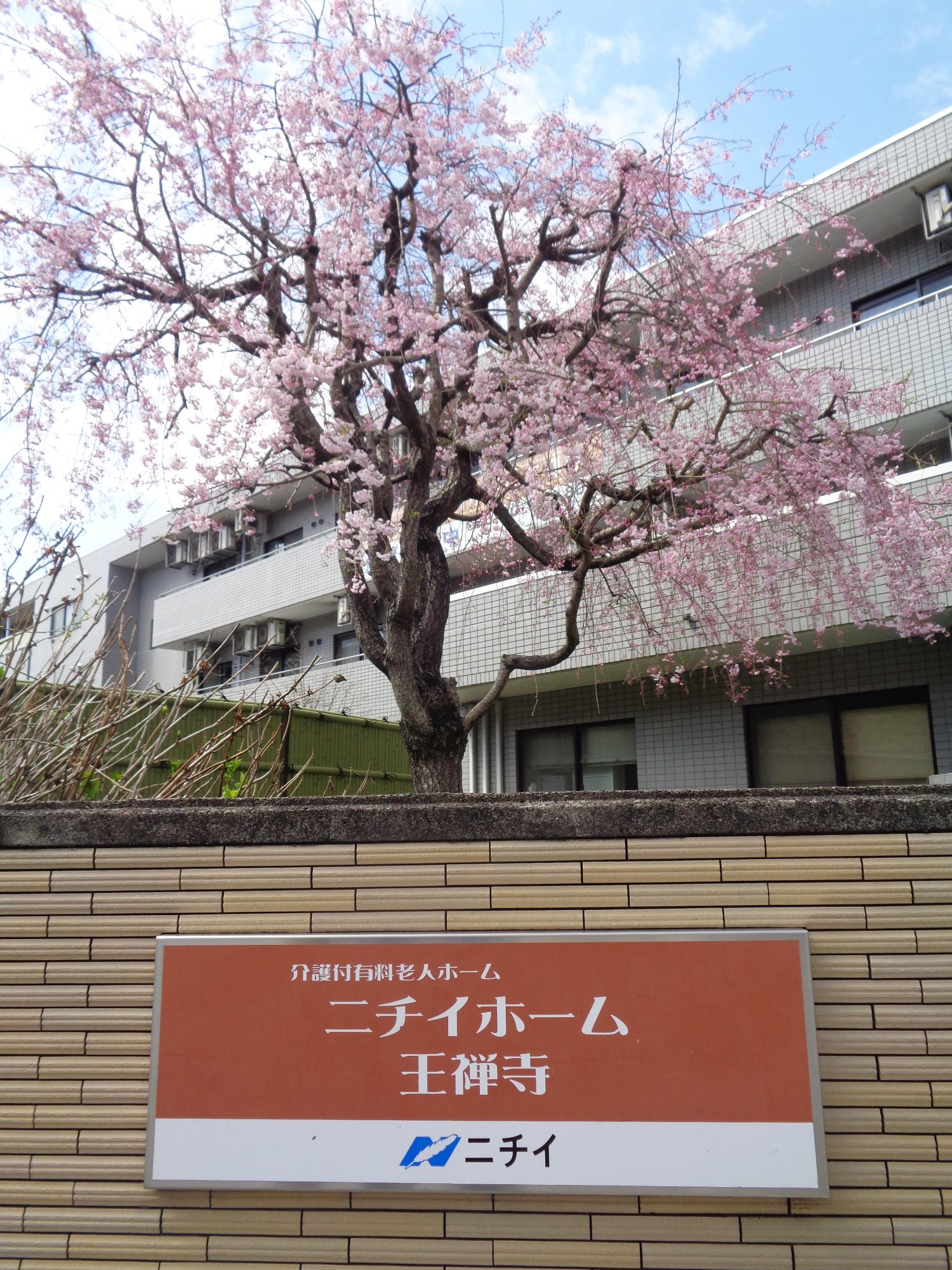 お花見-1　ニチイホーム王禅寺