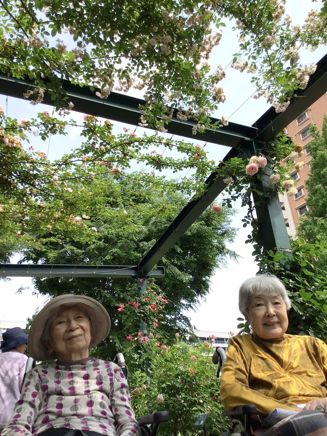 バラ園➁-4　ニチイホーム鷺ノ宮