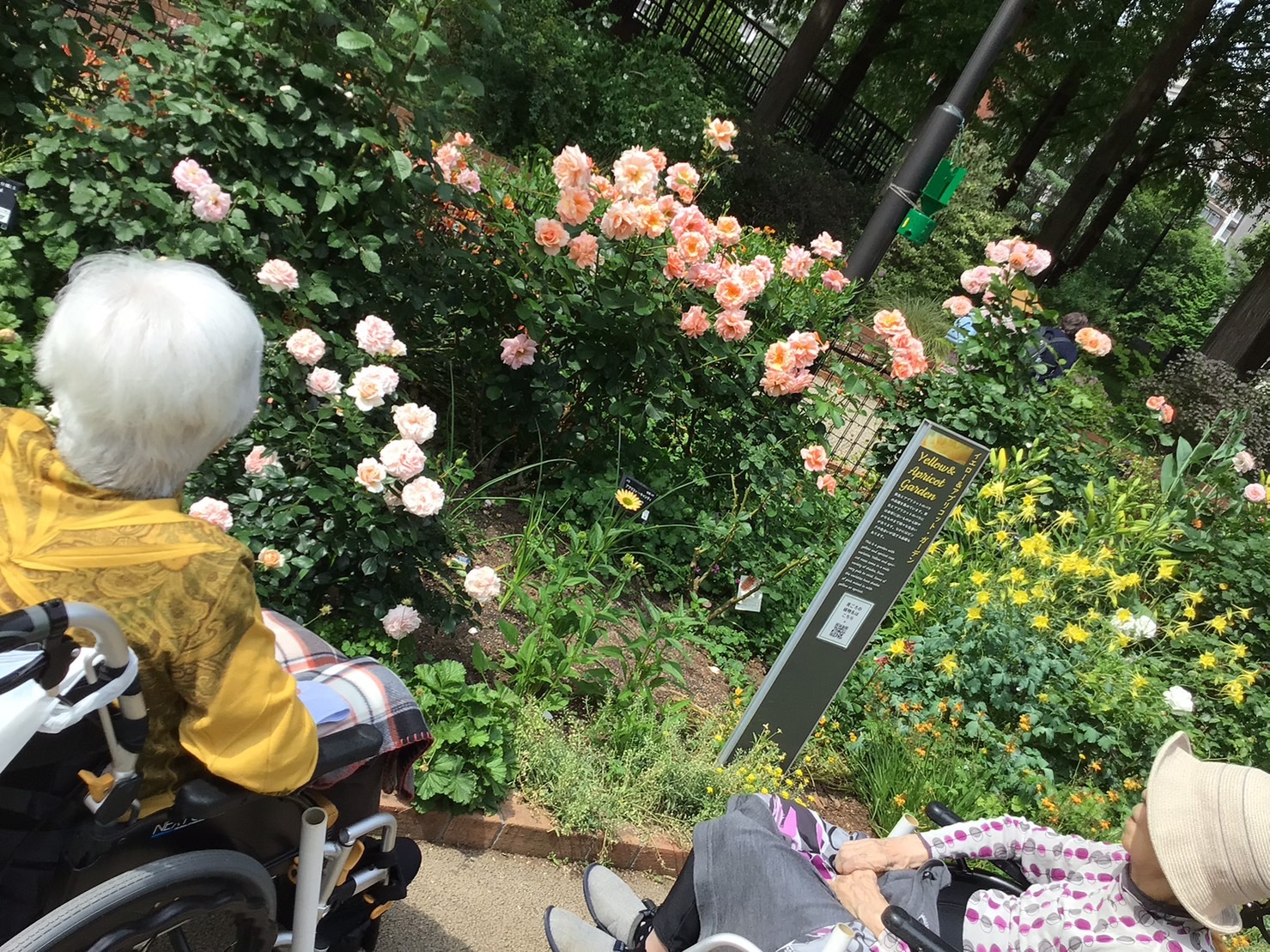 バラ園➁-5　ニチイホーム鷺ノ宮
